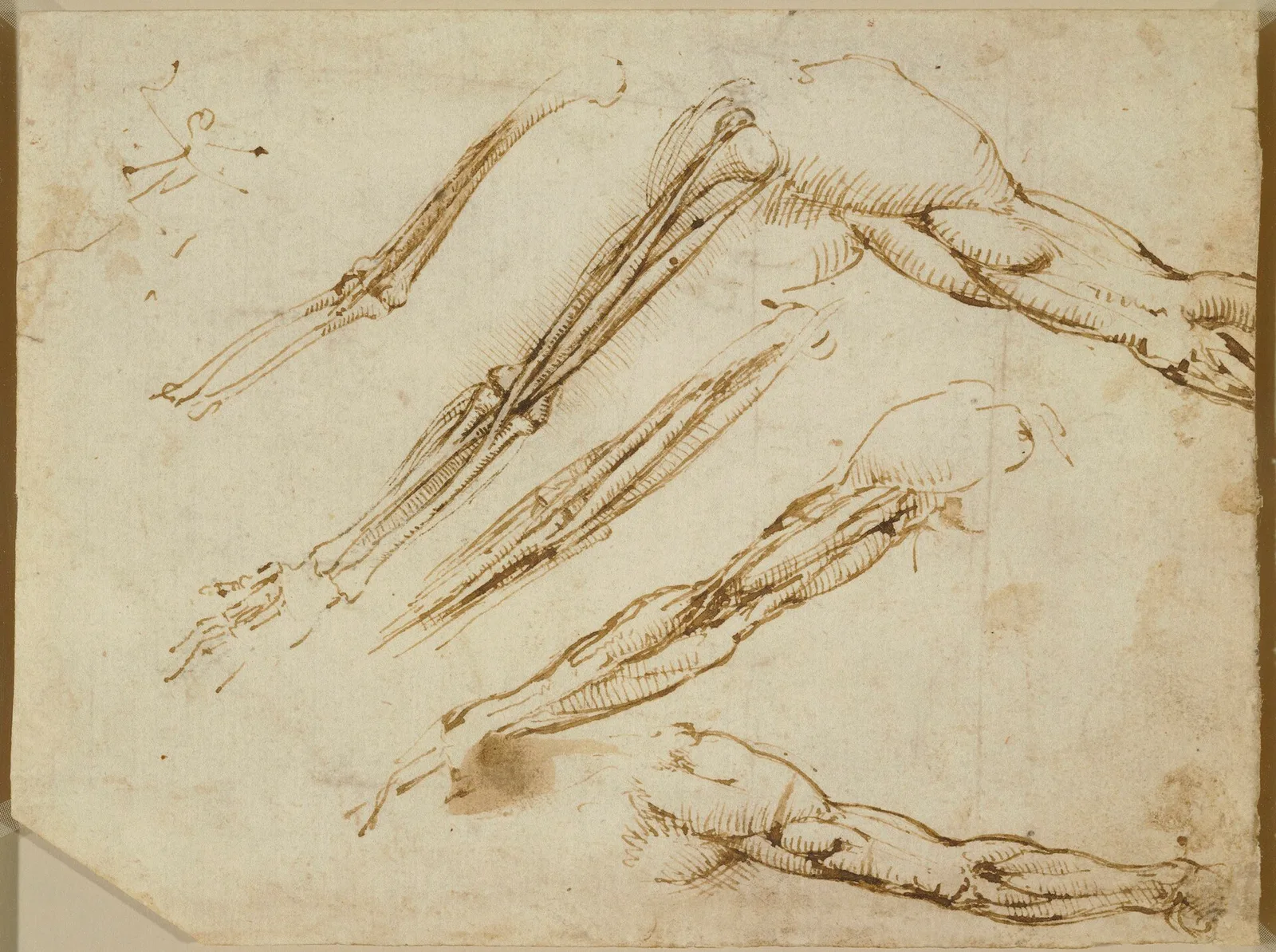 Anatomical Studies of the Muscles of the Arms