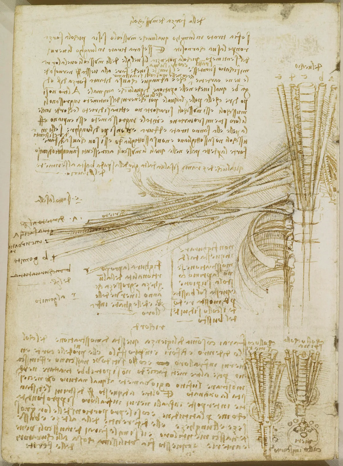 Anatomical Study of the Muscles of the Neck, Shoulder and Arm