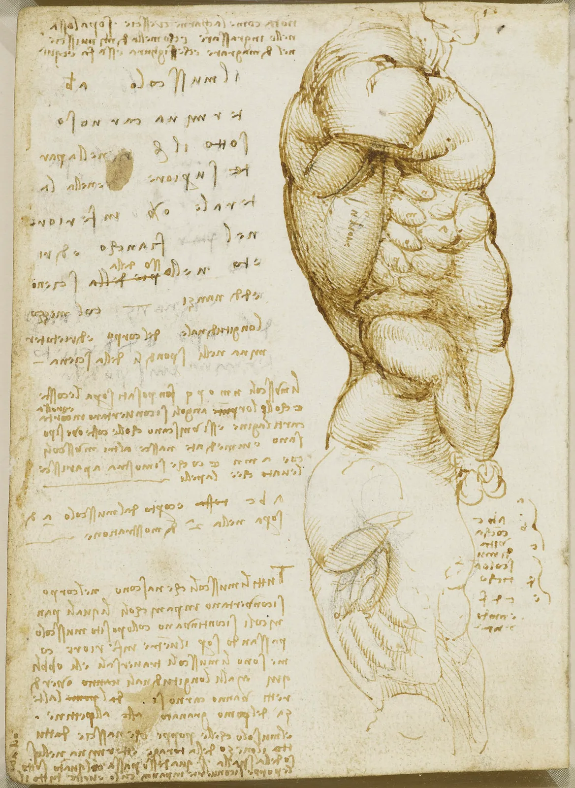 Anatomical Study of the Muscles of the Side of the Torso