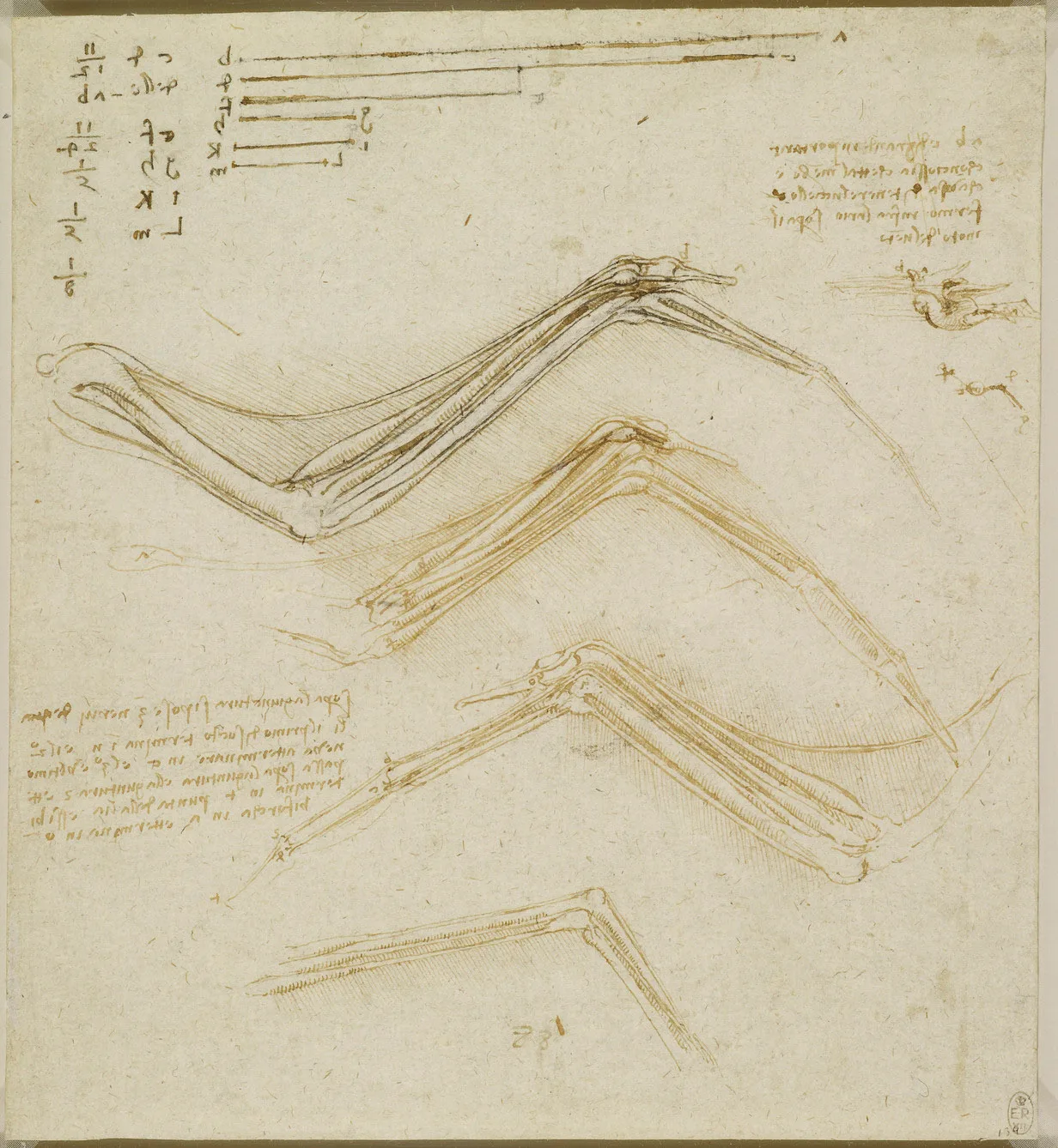 Anatomical Studies of the Muscles and Tendons of a Bird's Wing