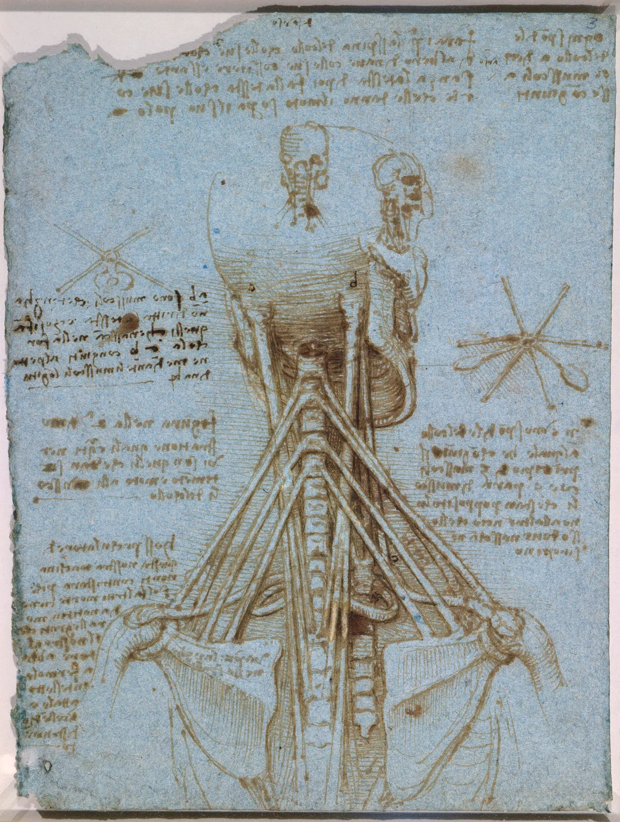 Anatomical Studies of the Muscles of the Neck and Shoulder