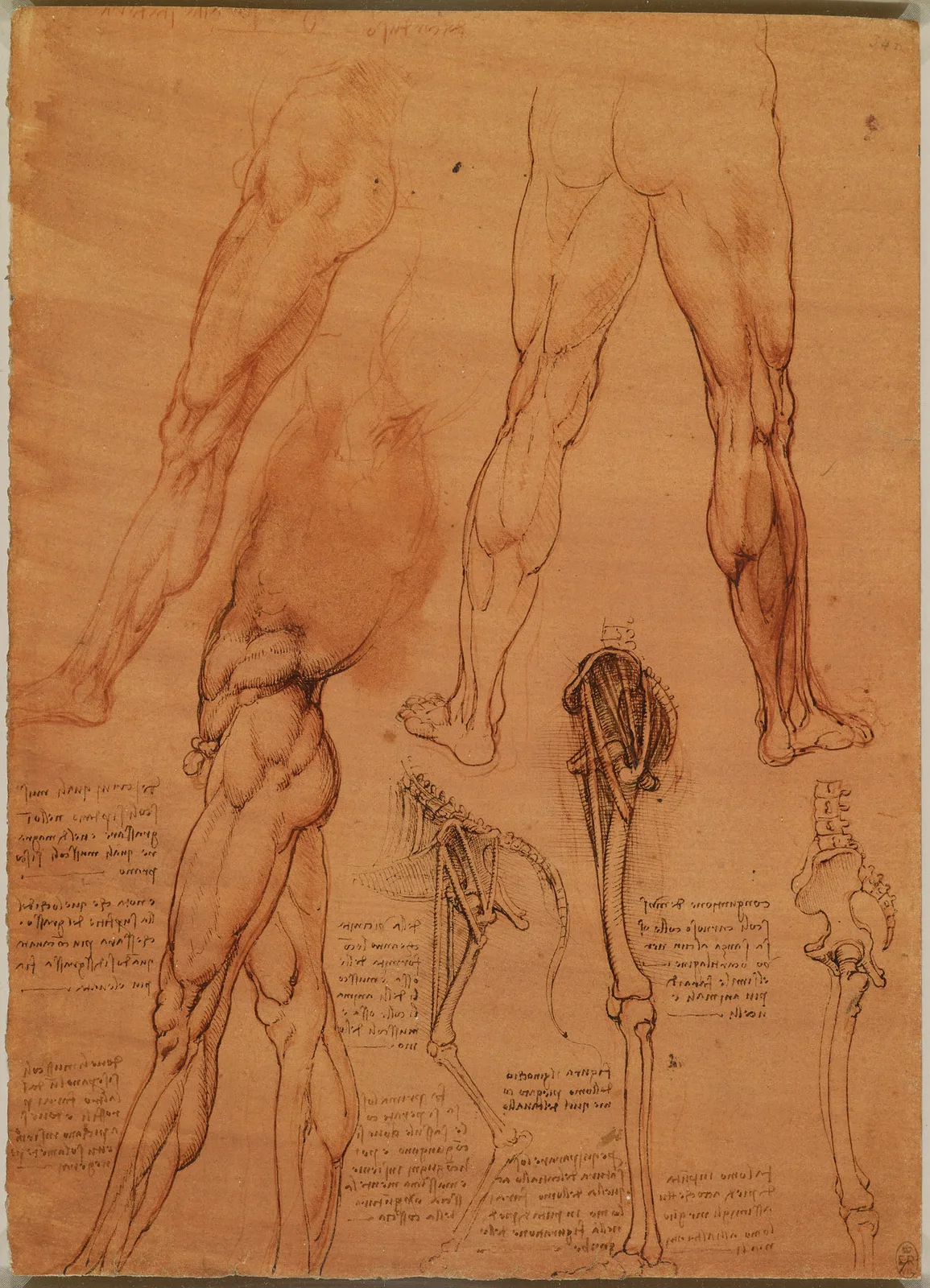 Anatomical Studies of the Muscles of the Legs and a Comparison of these Muscles in Man and Horse