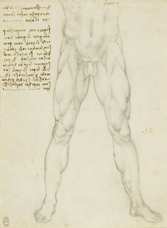 Anatomical Study of the Muscles of the Legs (Zöllner 275)
