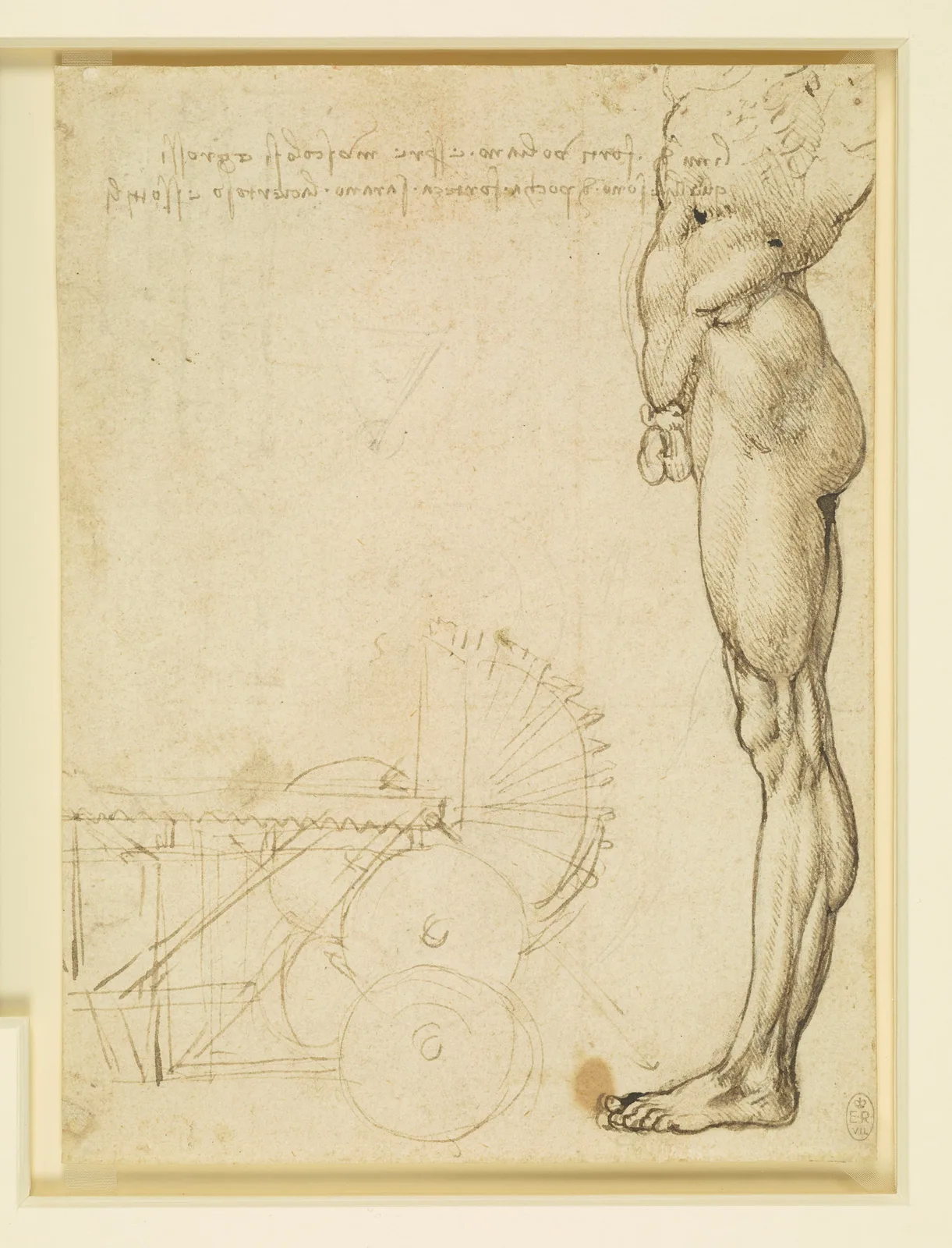 Anatomical Study of the Muscles of the Leg