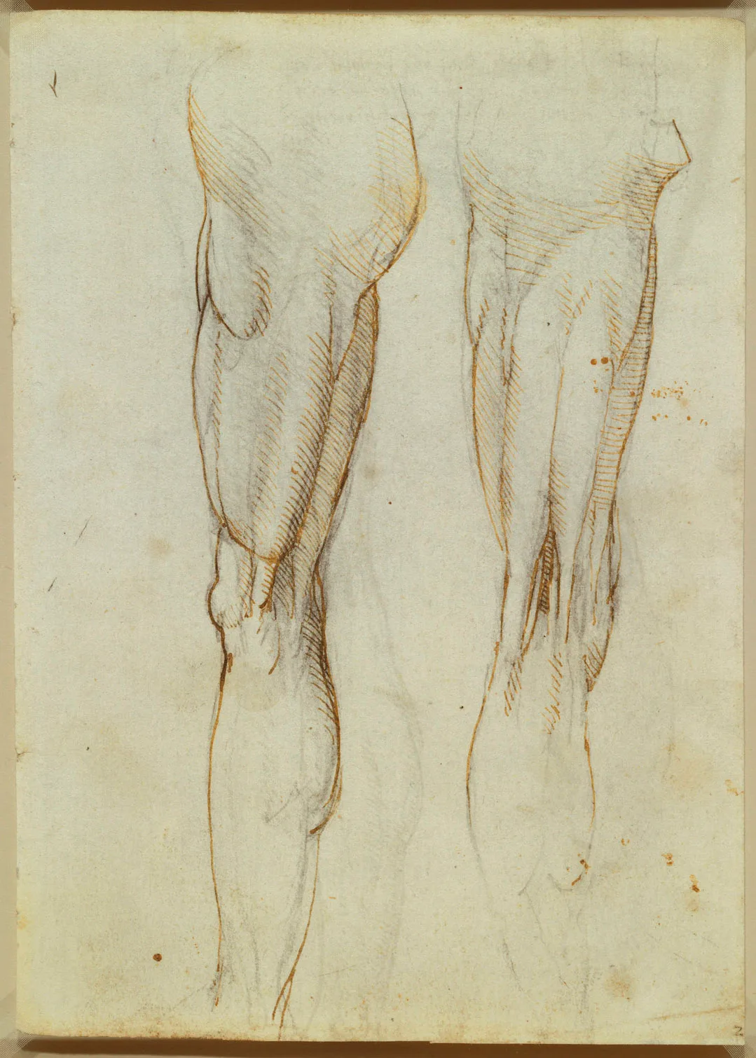 Anatomical Studies of the Muscles of the Leg (Zöllner 277)