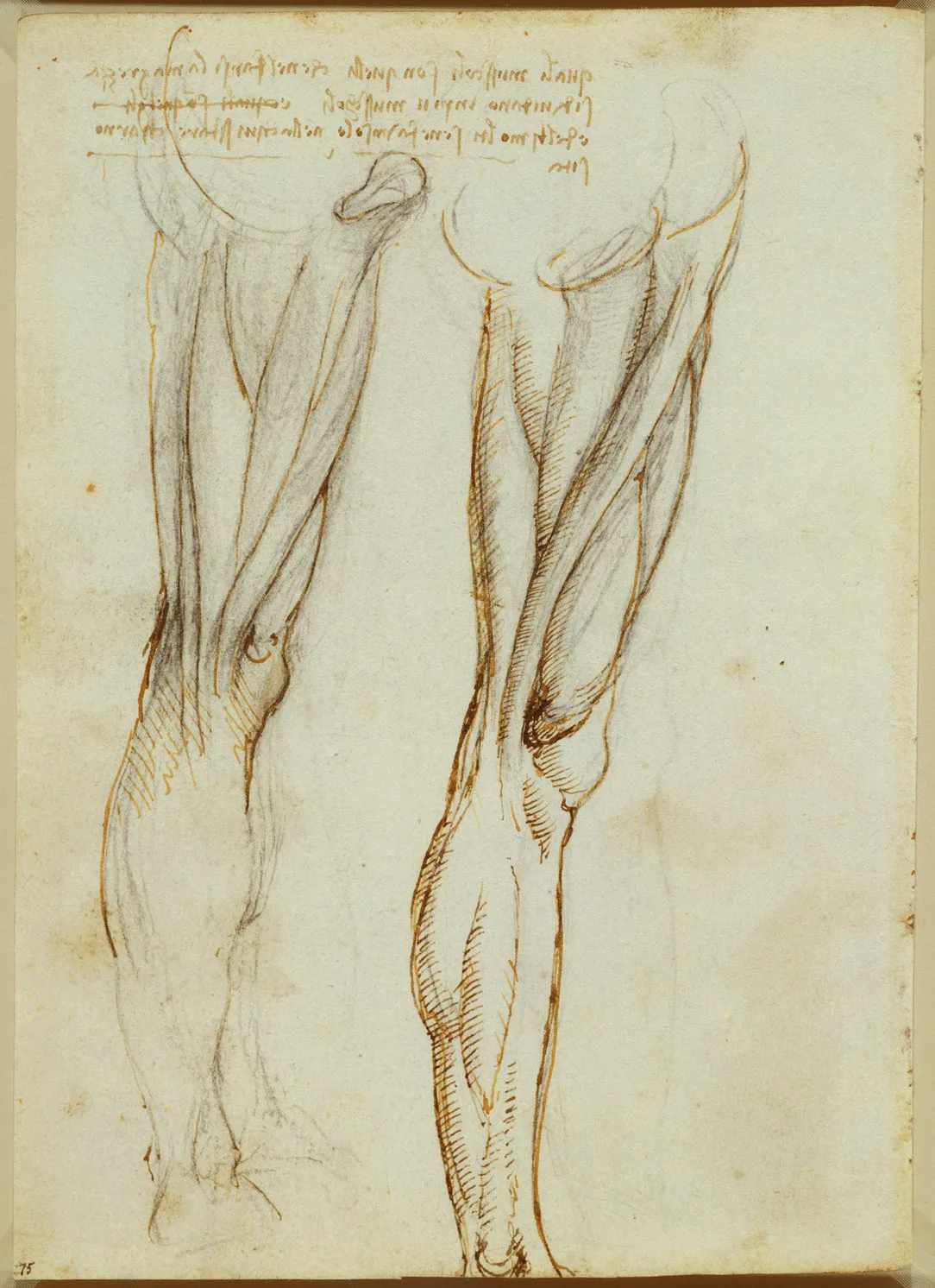 Anatomical Studies of the Muscles of the Leg (Zöllner 278)
