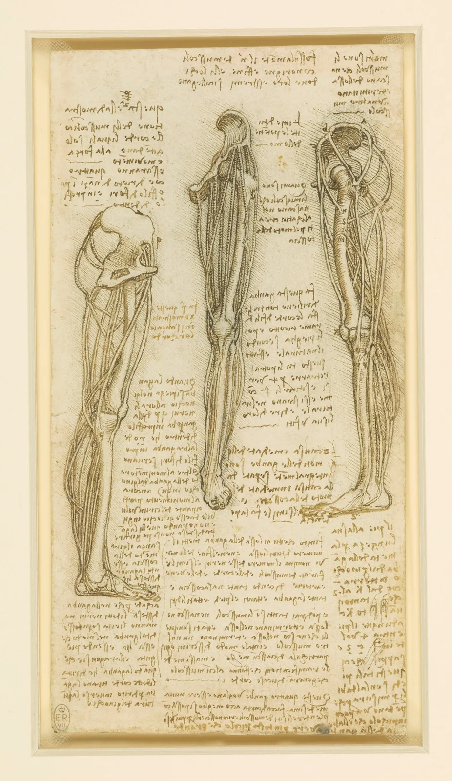 Anatomical Studies of the Muscles of the Leg (Zöllner 279)