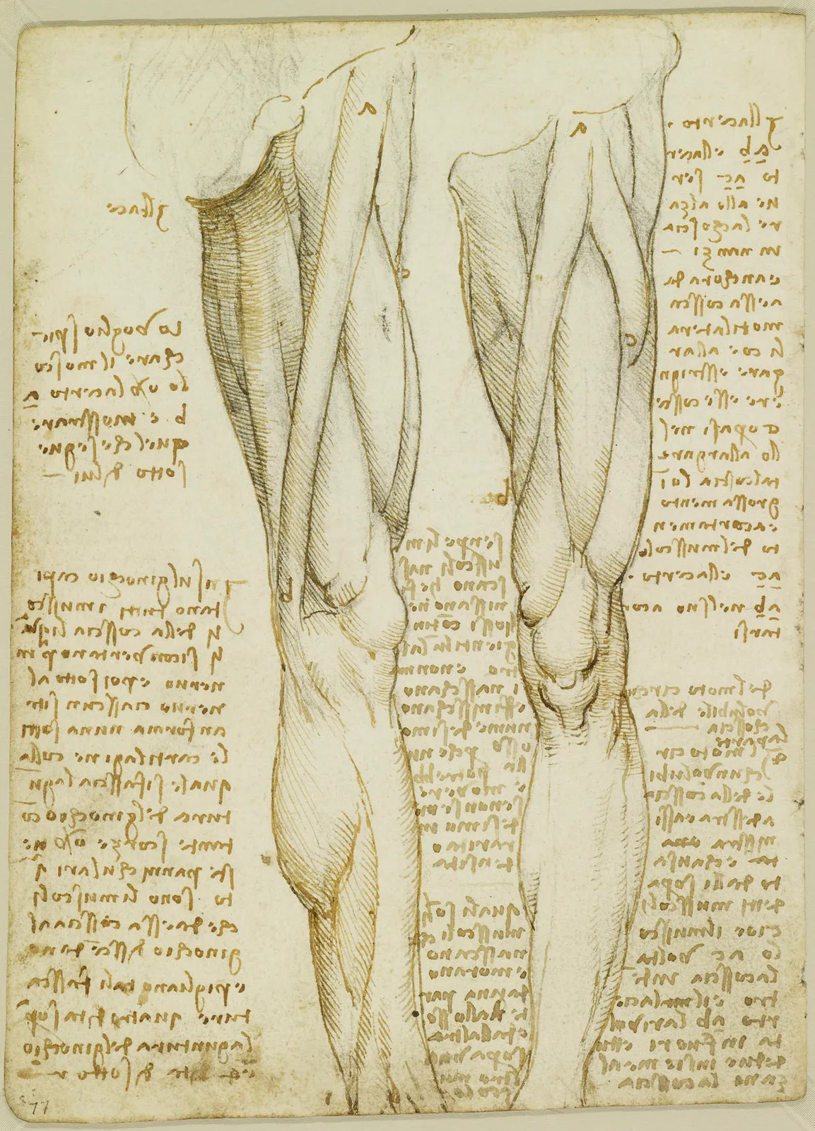 Anatomical Studies of the Muscles of the Leg (Zöllner 281)