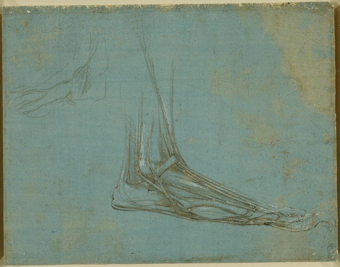 Anatomical Study of a Bear's Foot (Zöllner 282)