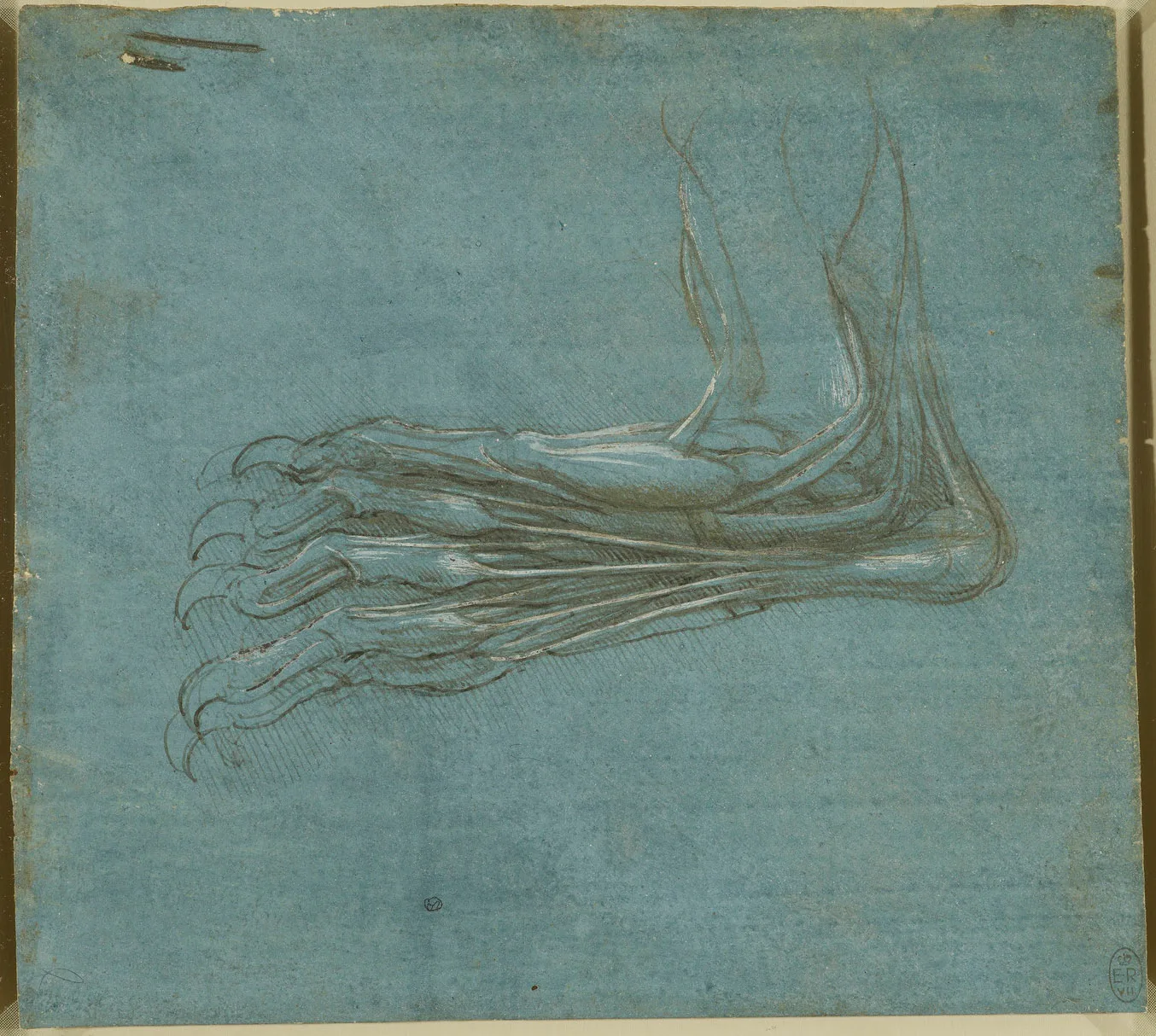 Anatomical Study of a Bear's Foot (Zöllner 283)