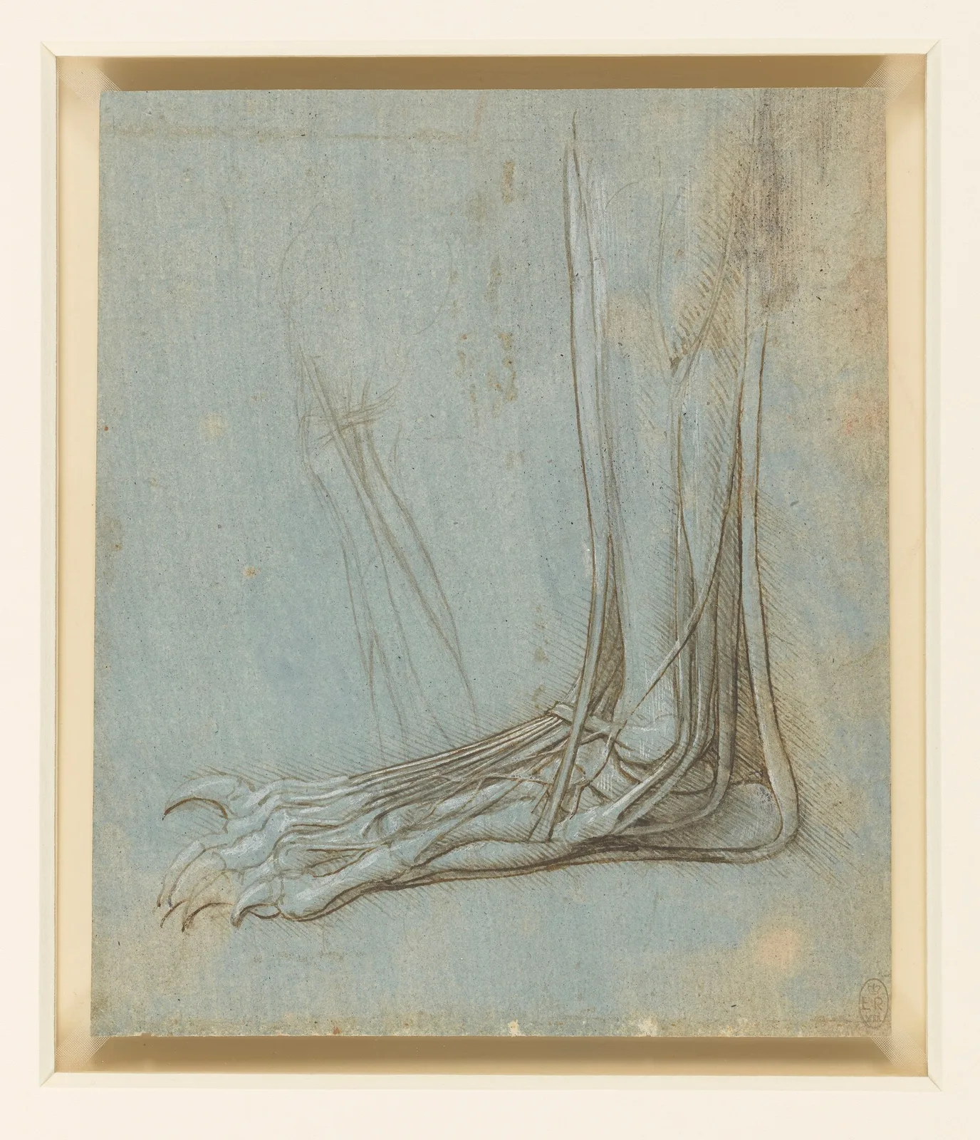 Anatomical Study of a Bear's Foot (Zöllner 285)