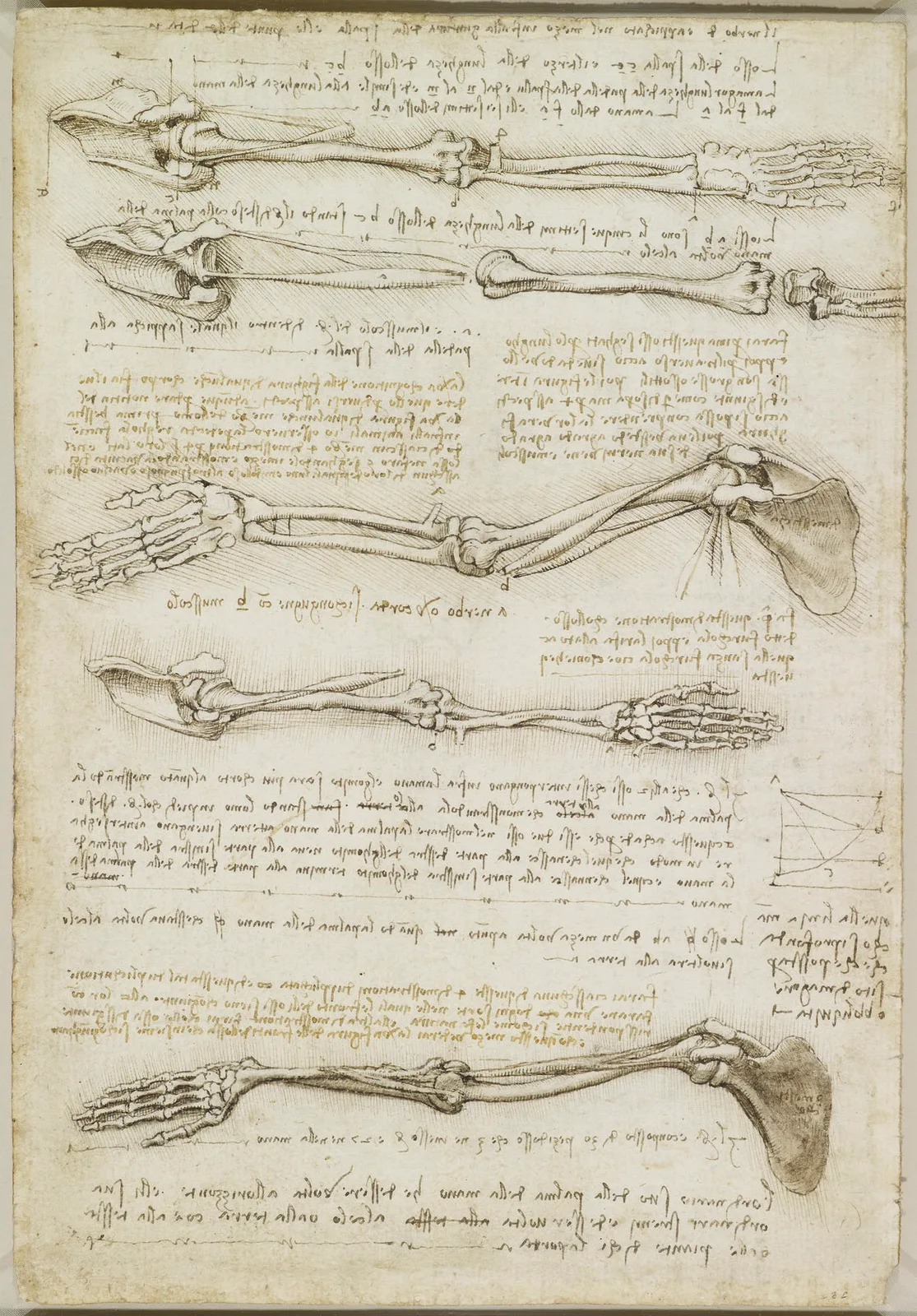 Anatomical Studies on the Rotation of the Arm (Pronation and Supination)
