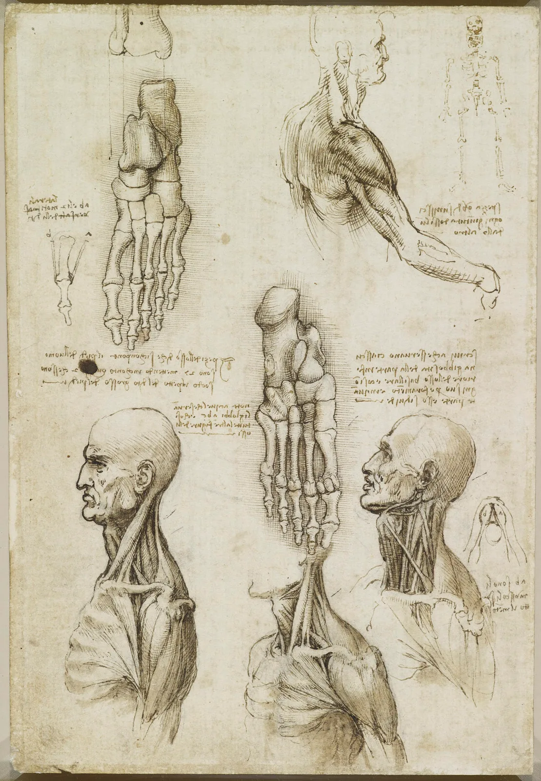 Anatomical Studies of the Muscles of the Shoulder and Neck and of the Skeletal Structure of the Foot