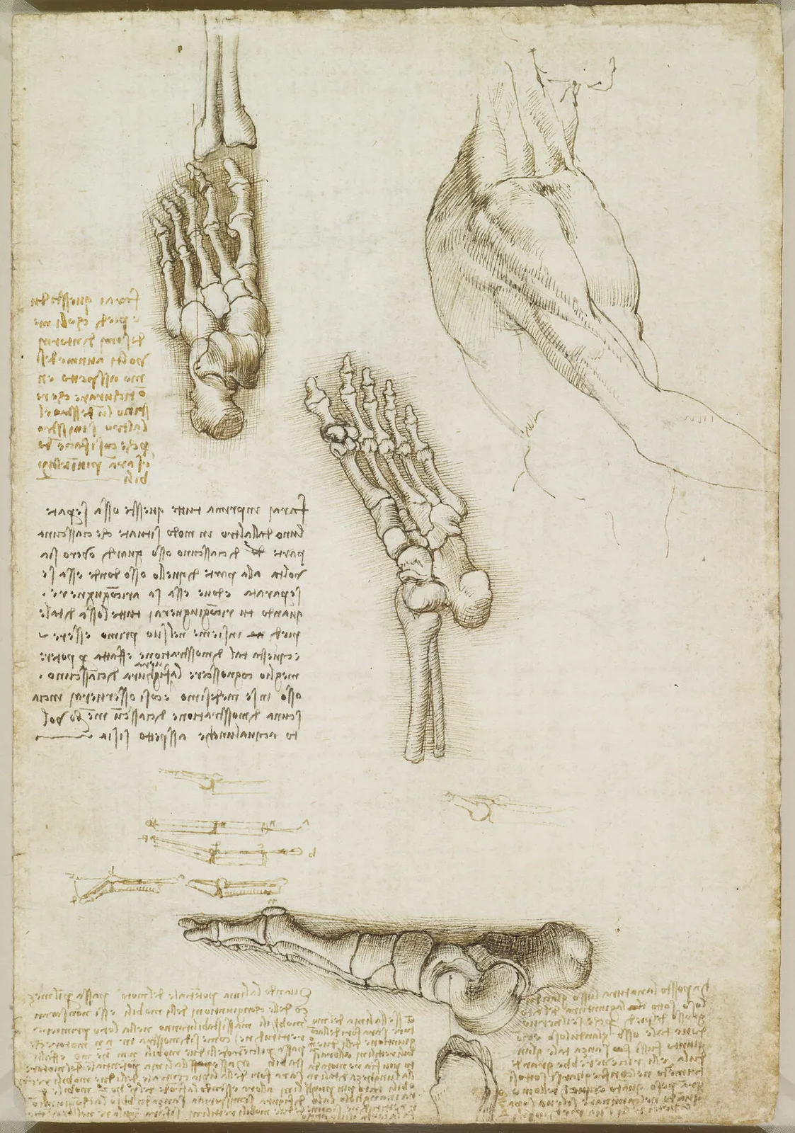 Anatomical Studies of the Bones of the Foot and Study of the Shoulder