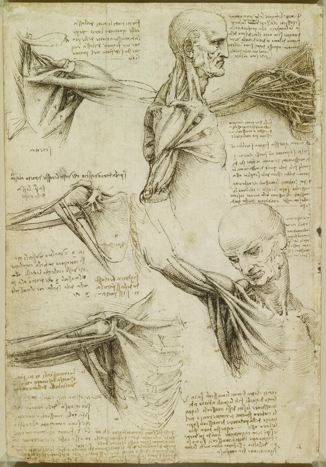 Anatomical Analysis of the Movements of the Shoulder and Neck