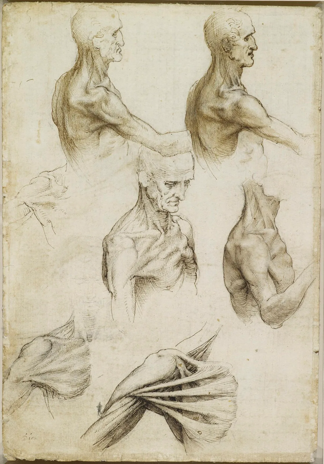 Anatomical Studies of the Muscles of the Shoulder, Neck and Chest