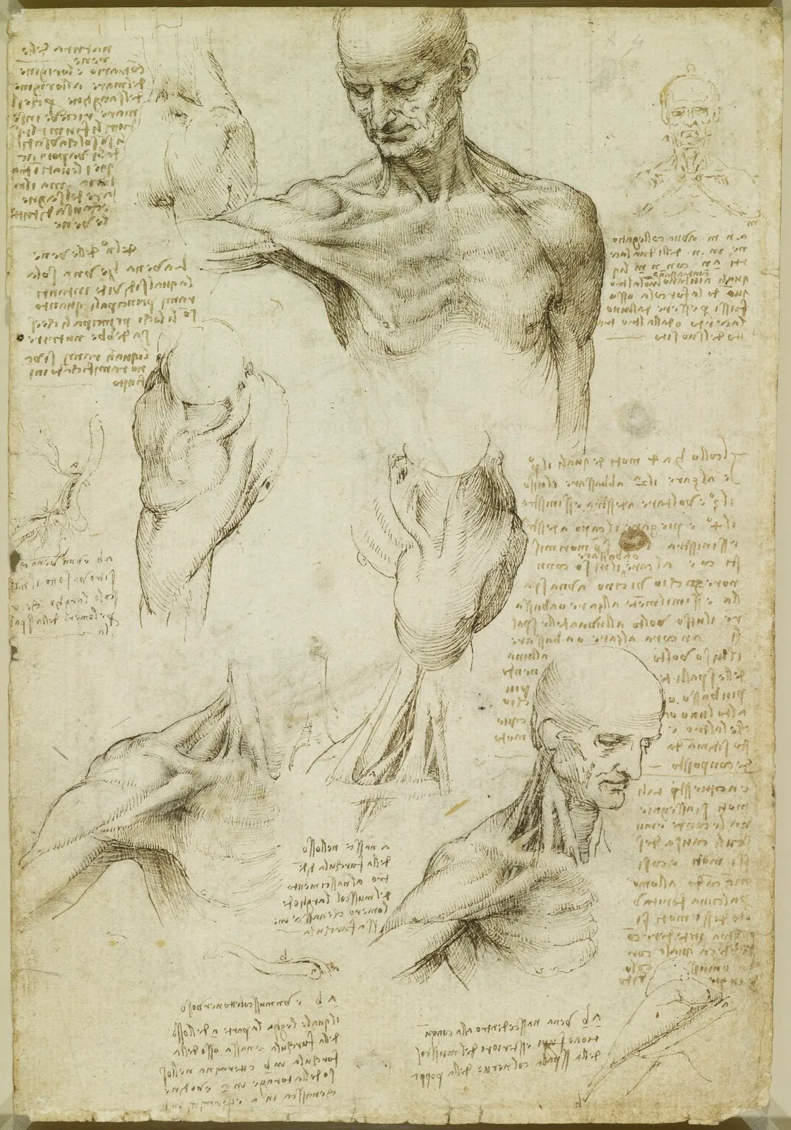 Anatomical Studies of the Muscles of the Shoulder and of the Mechanics of Stabilizing the Clavicle Joint