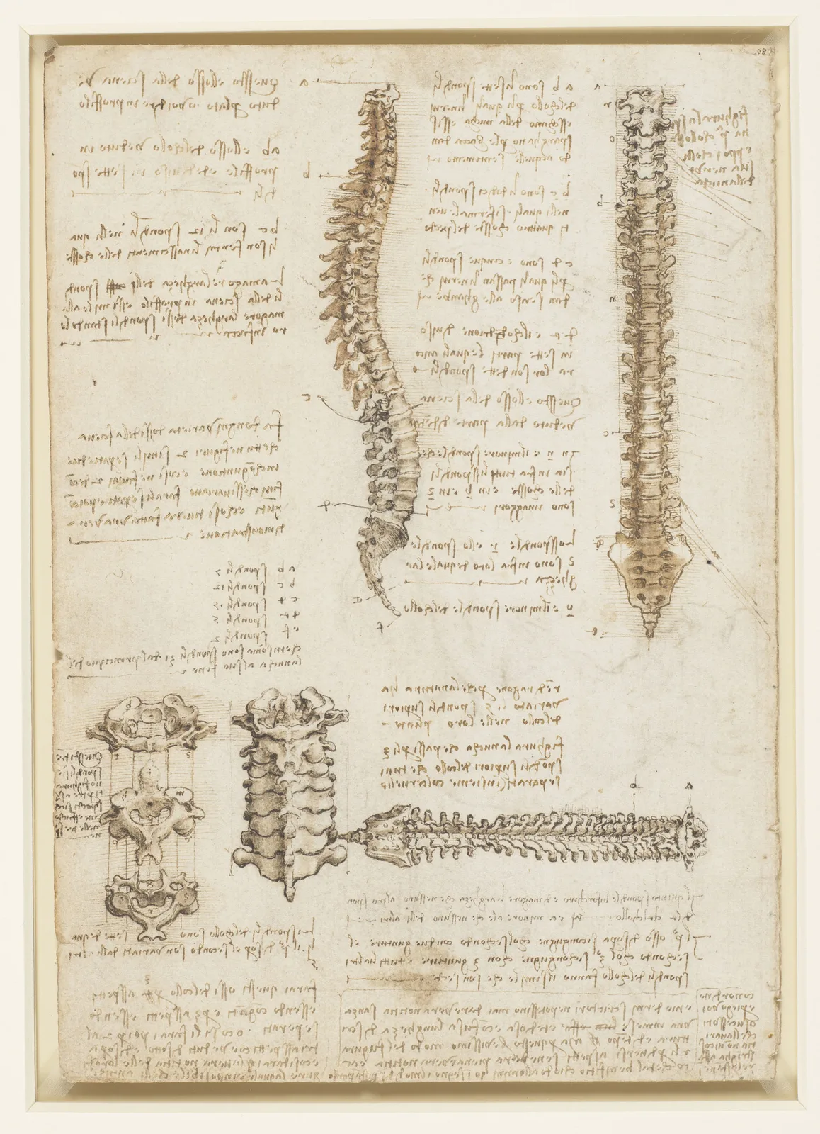 Anatomical Studies of the Spine