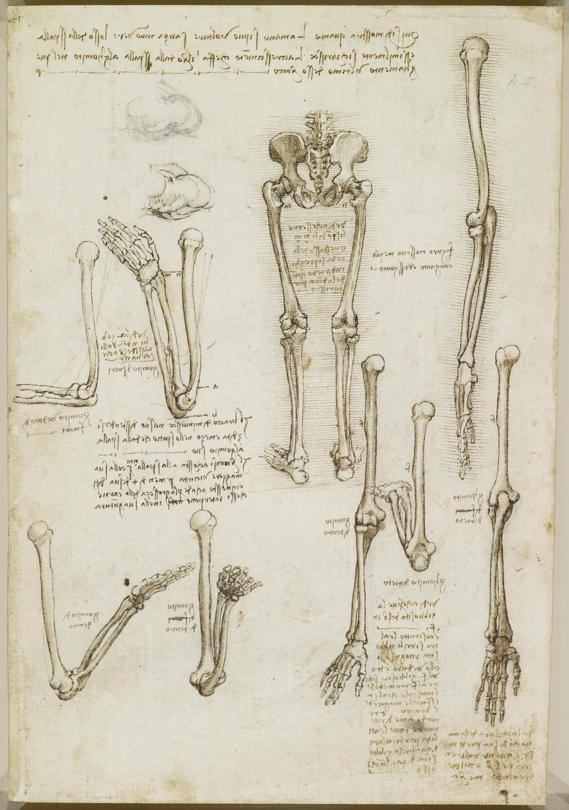 Anatomical Studies of the Female Pelvis, the Coccyx and the Lower Limbs and of the Rotation of the Arm (Pronation and Supination)