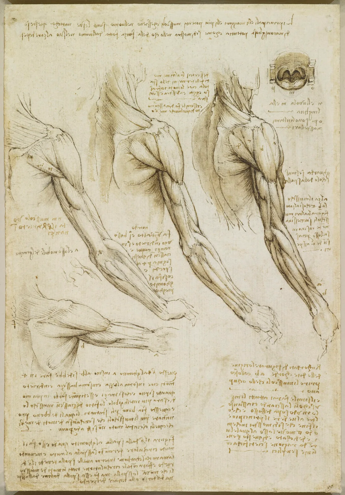 Anatomical Studies of the Muscles of the Shoulder and Arm (Zöllner 298)