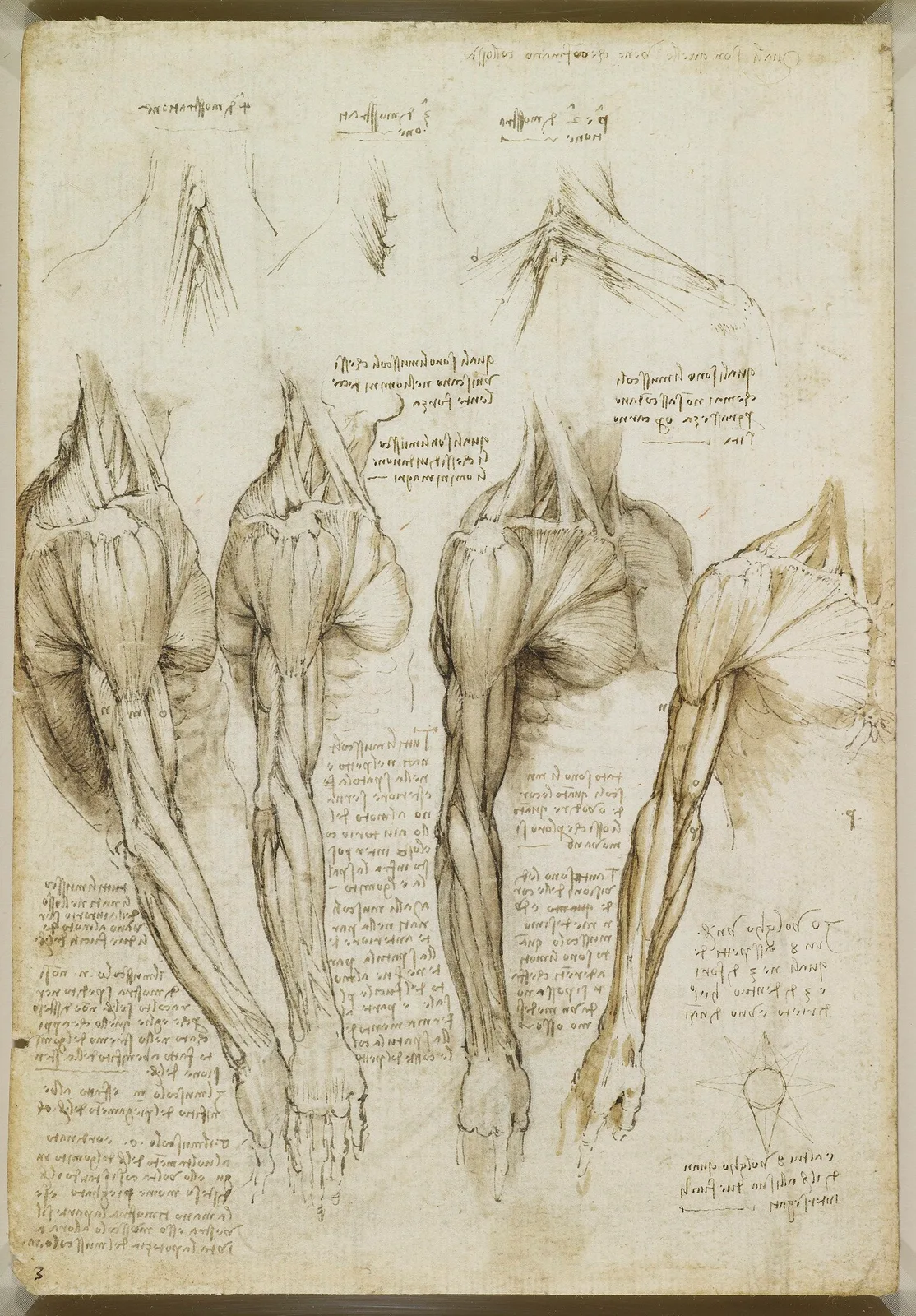 Anatomical Studies of the Muscles of the Neck, Shoulder, Chest and Arm
