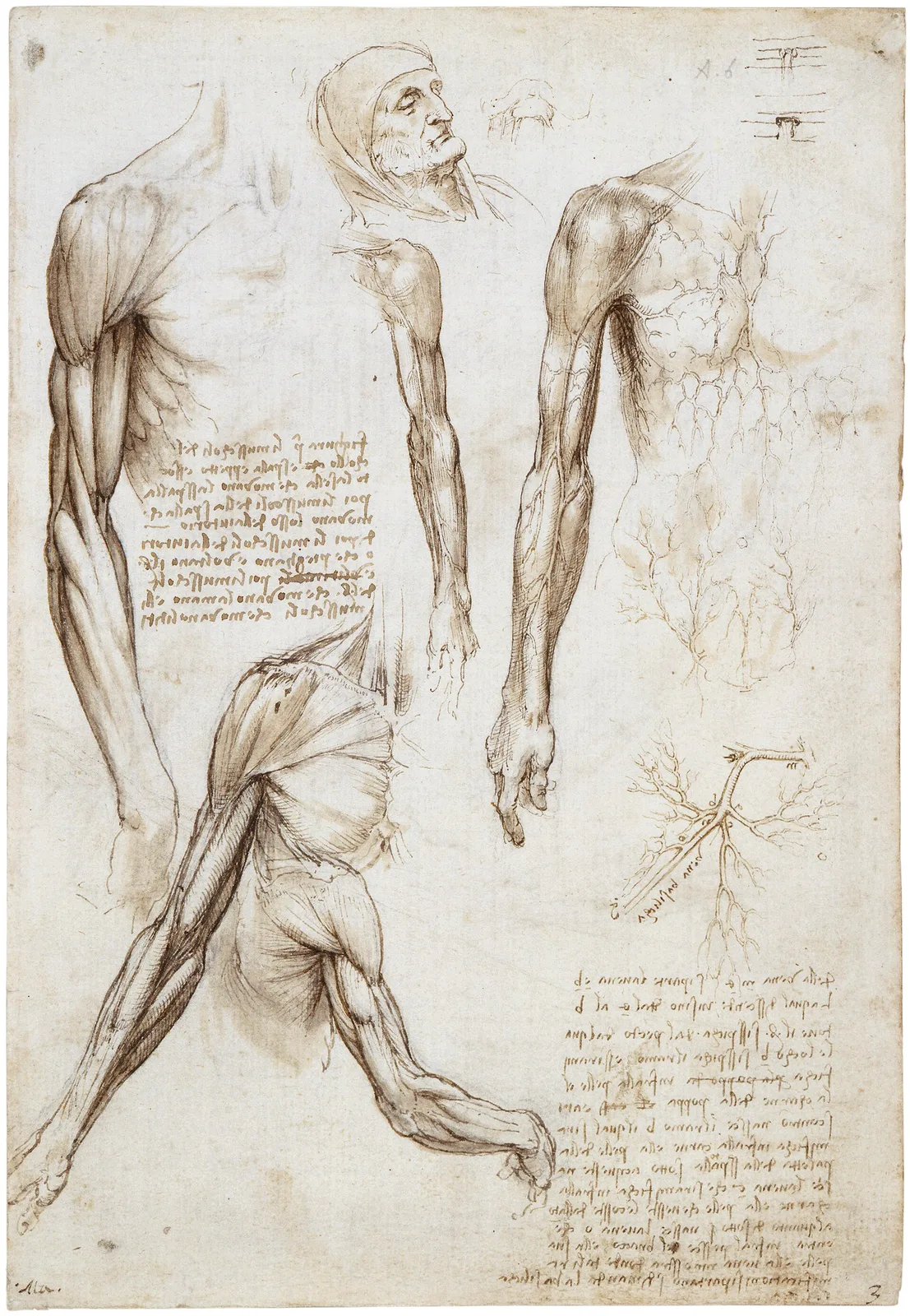 Anatomical Drawings of the Muscles and Veins of the Arm and Chest, and the Head of an Old Man