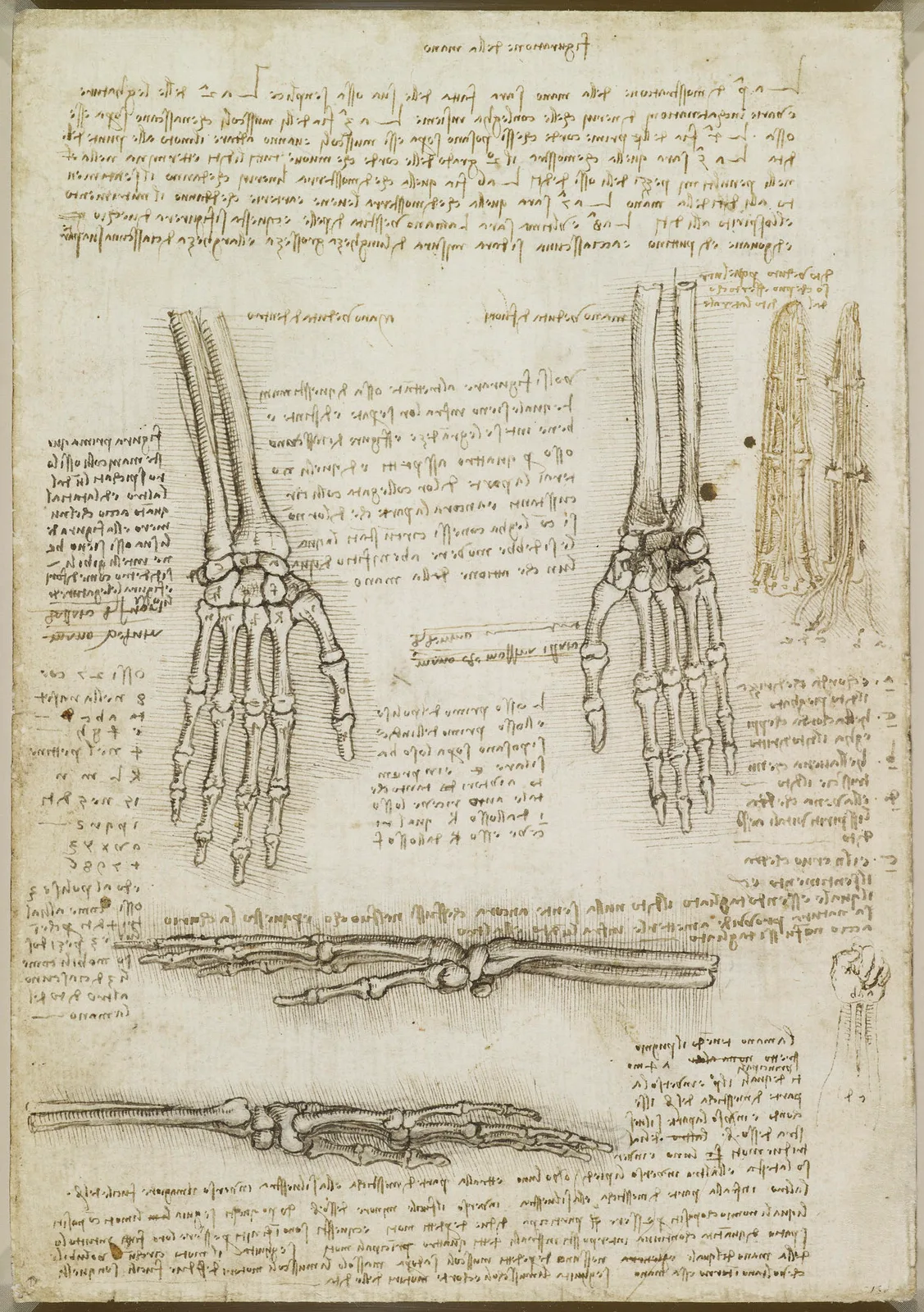 Anatomical Studies of the Hand (Zöllner 302)
