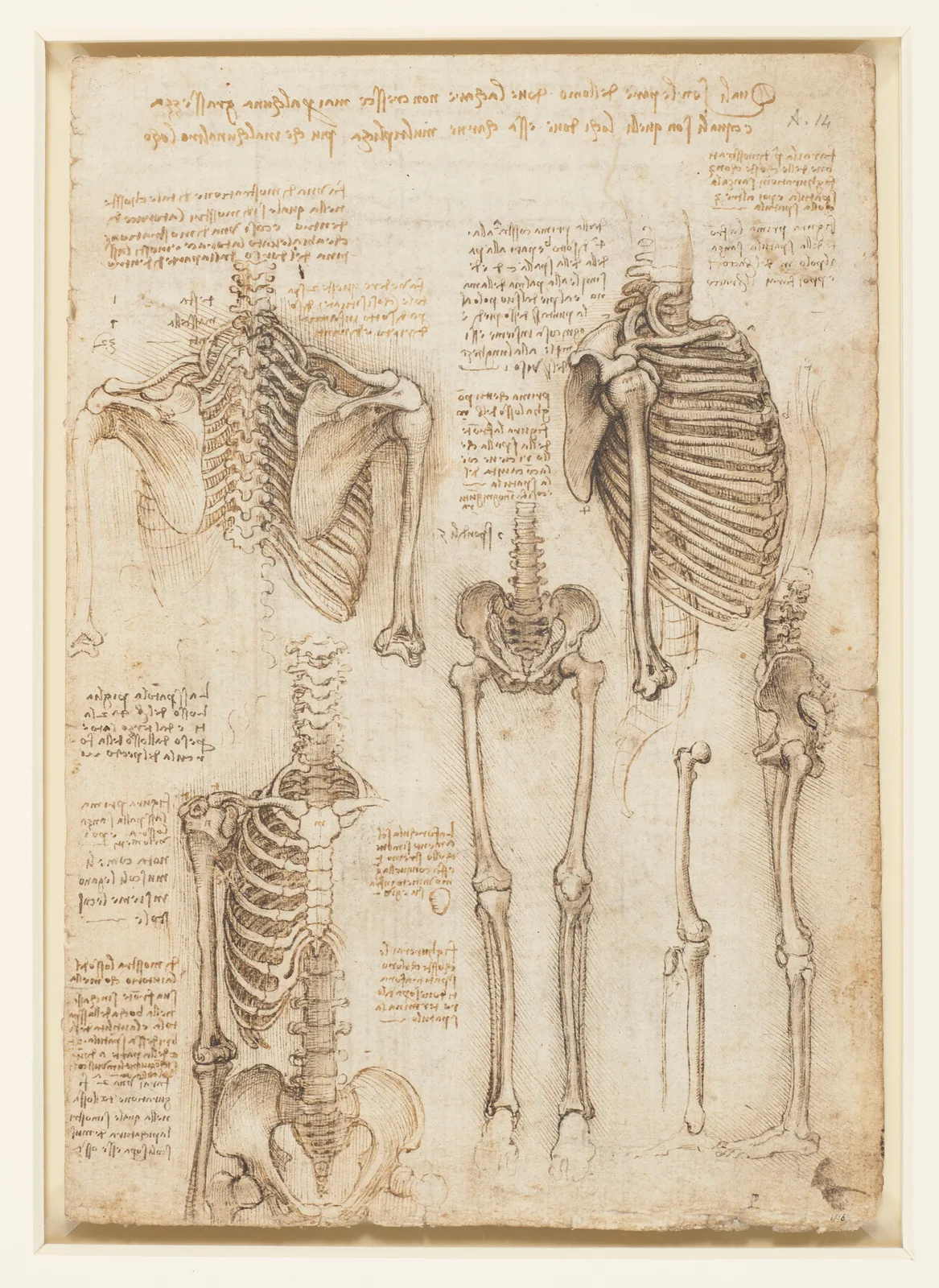 Anatomical Studies of the Human Skeleton
