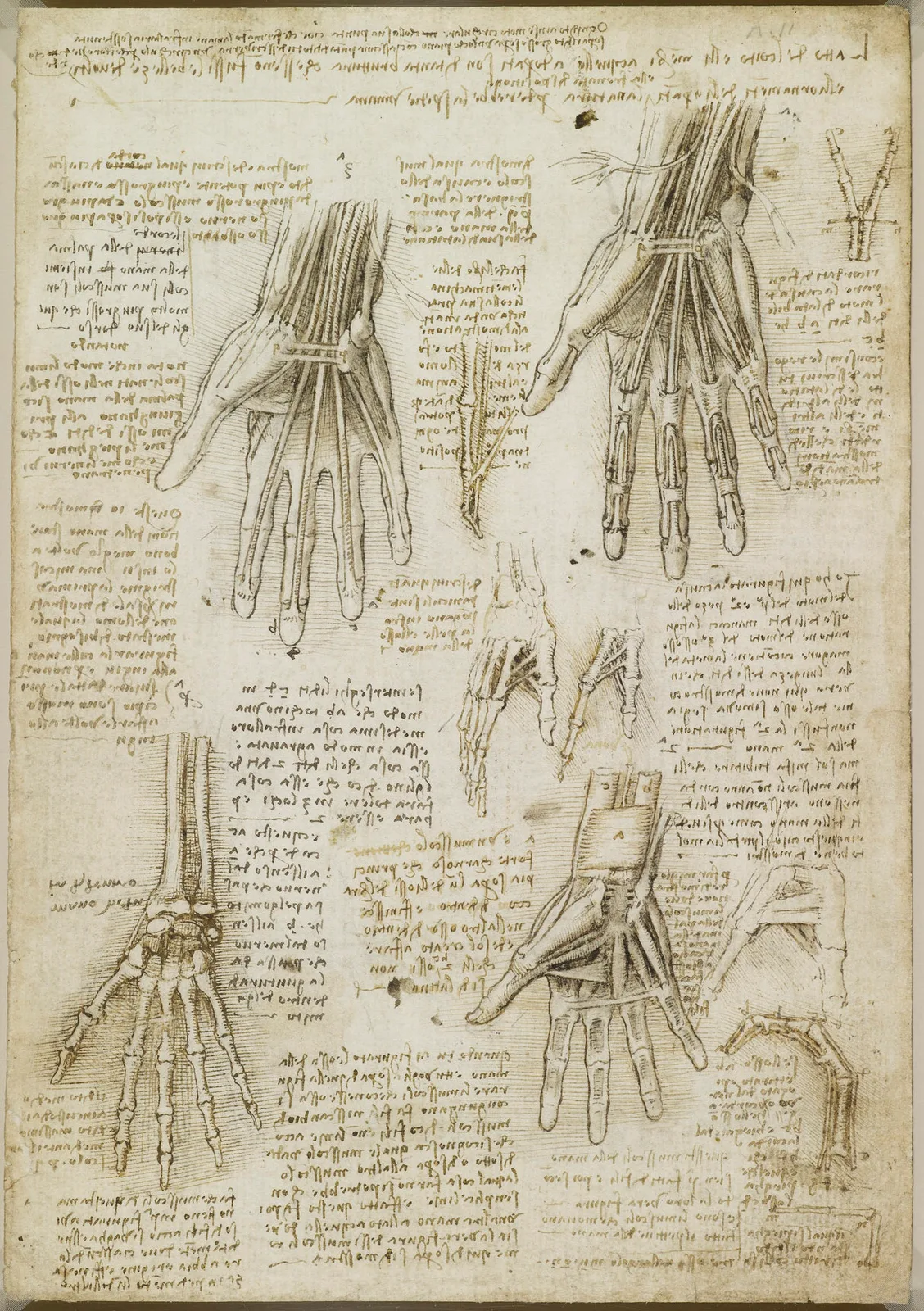 Anatomical Studies of the Hand (Zöllner 305)