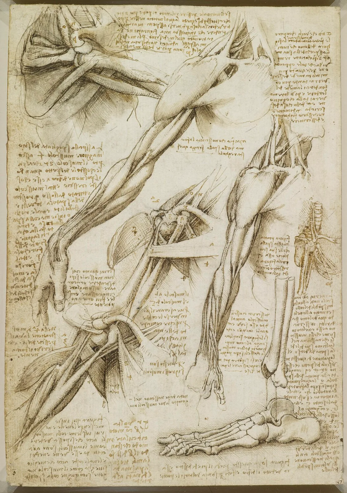 Anatomical Studies of the Muscles of the Shoulder and Arm (Zöllner 308)