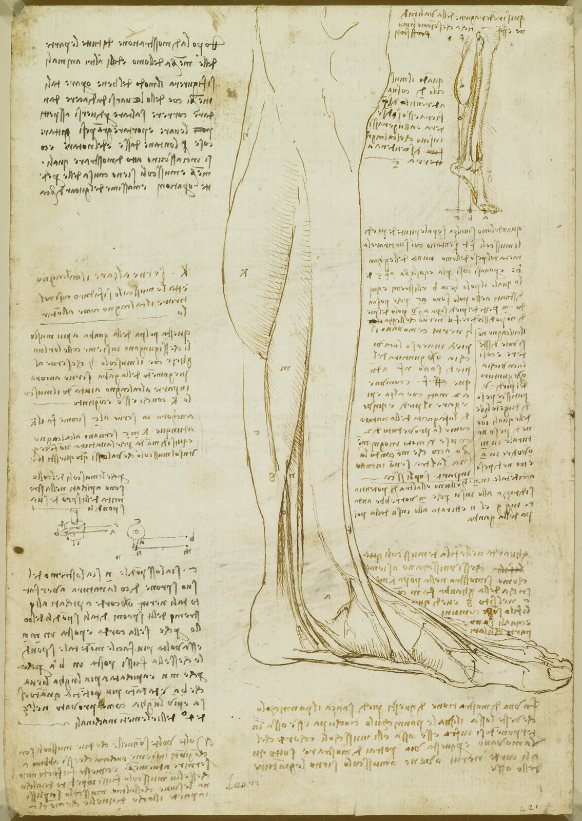 Anatomical Studies of the Movement of the Heel and the Ankle, and Investigations into the Calf Muscles