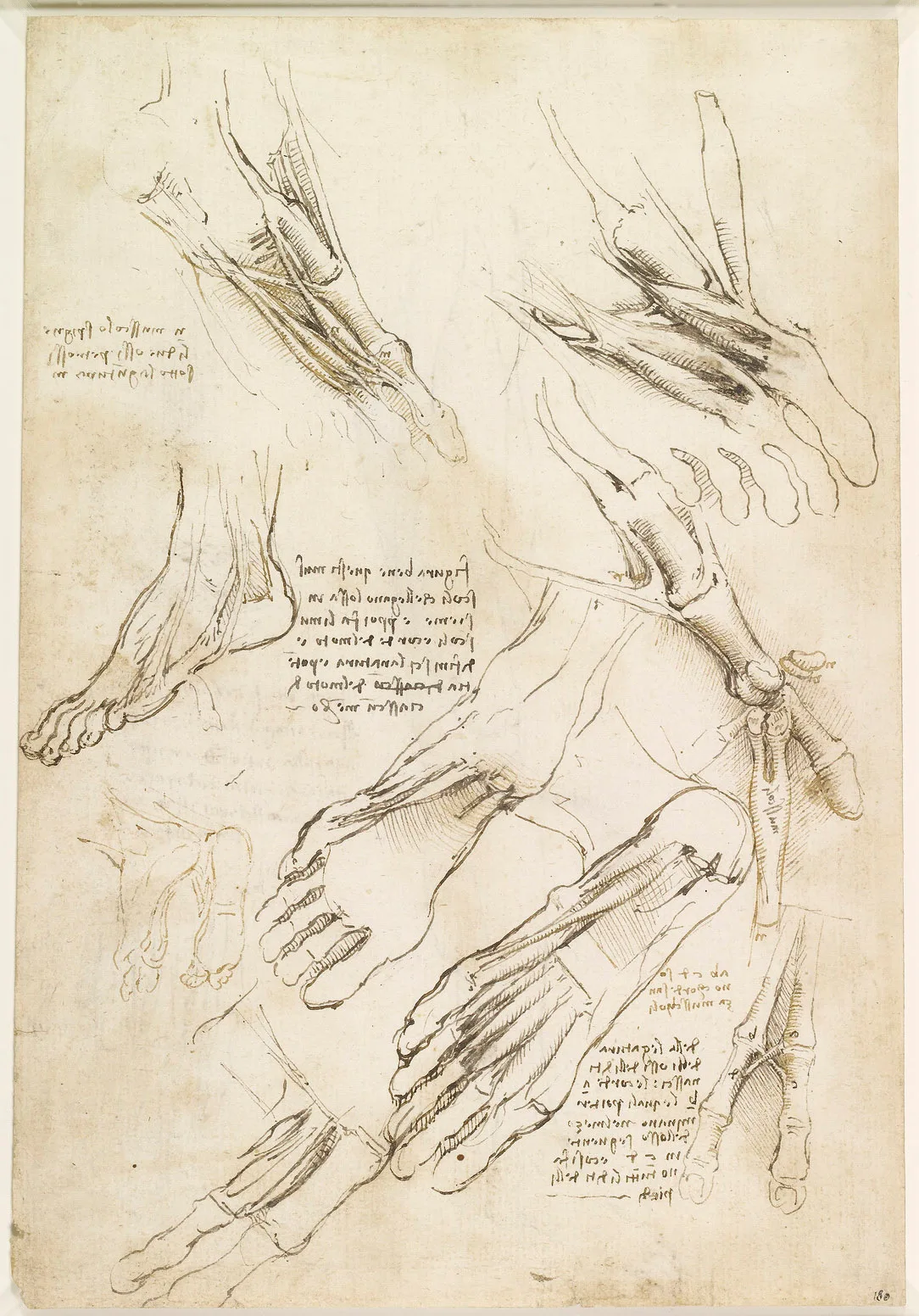 Anatomical Studies of the Foot