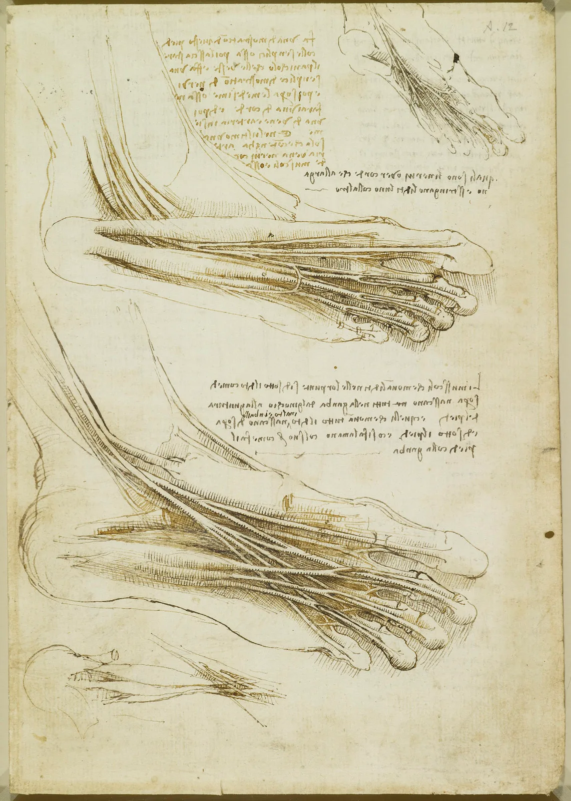 Anatomical Studies of the Sole of the Foot