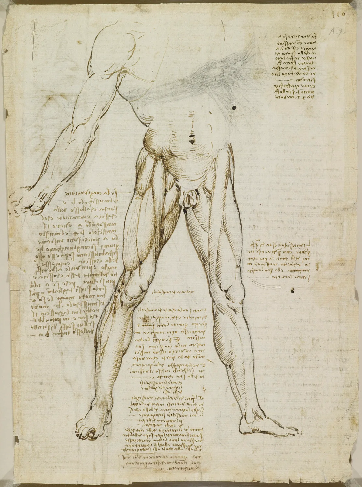 Anatomical Study of the Muscles of the Legs (Zöllner 315)