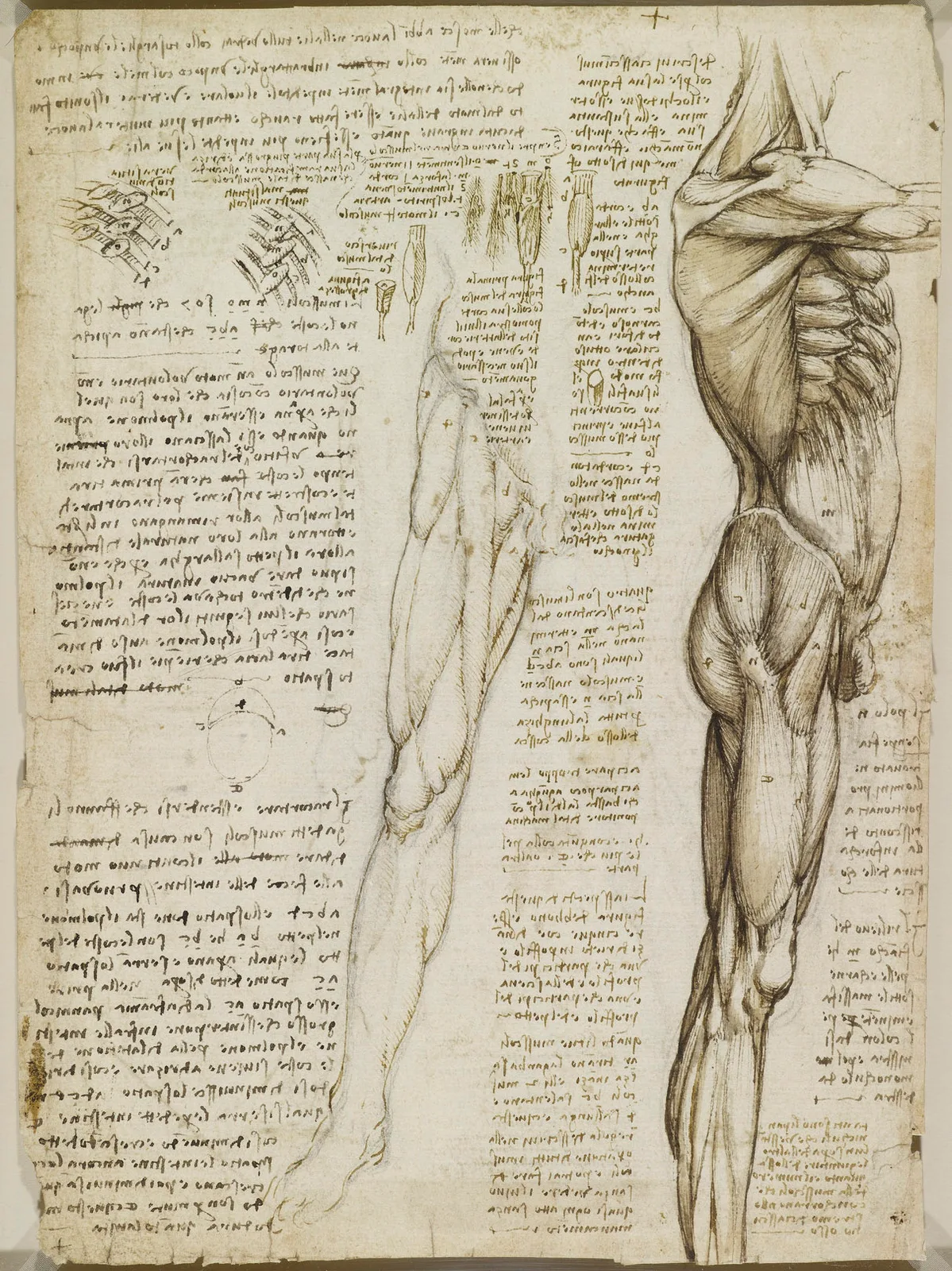 Anatomical Studies of the Muscles of the Torso and Leg