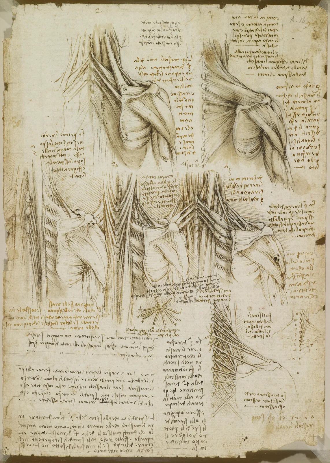 Anatomical Studies of the Muscles of the Back