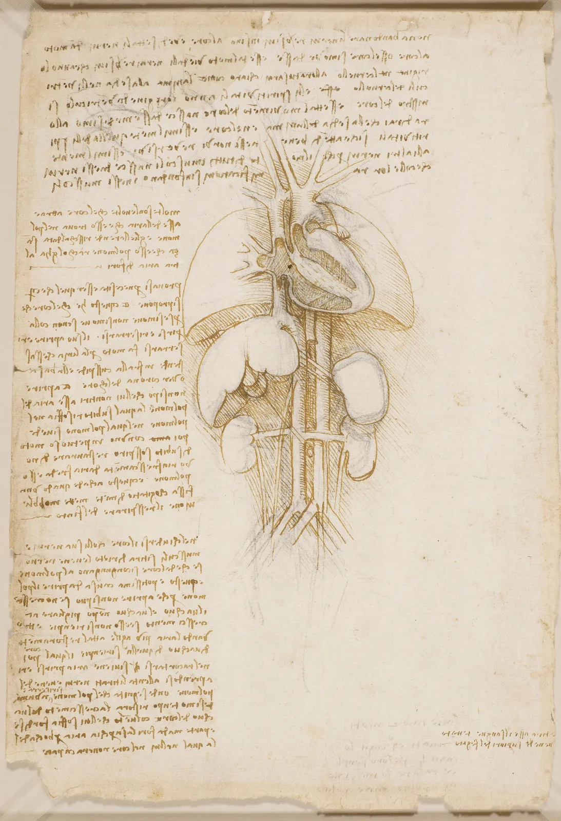 Anatomical Study of the Heart and Lungs