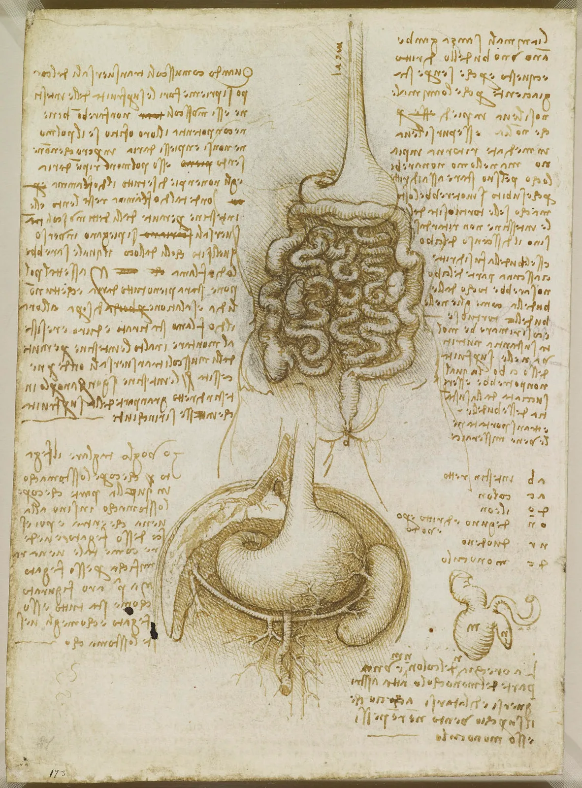 Anatomical Drawing of the Stomach and Intestines