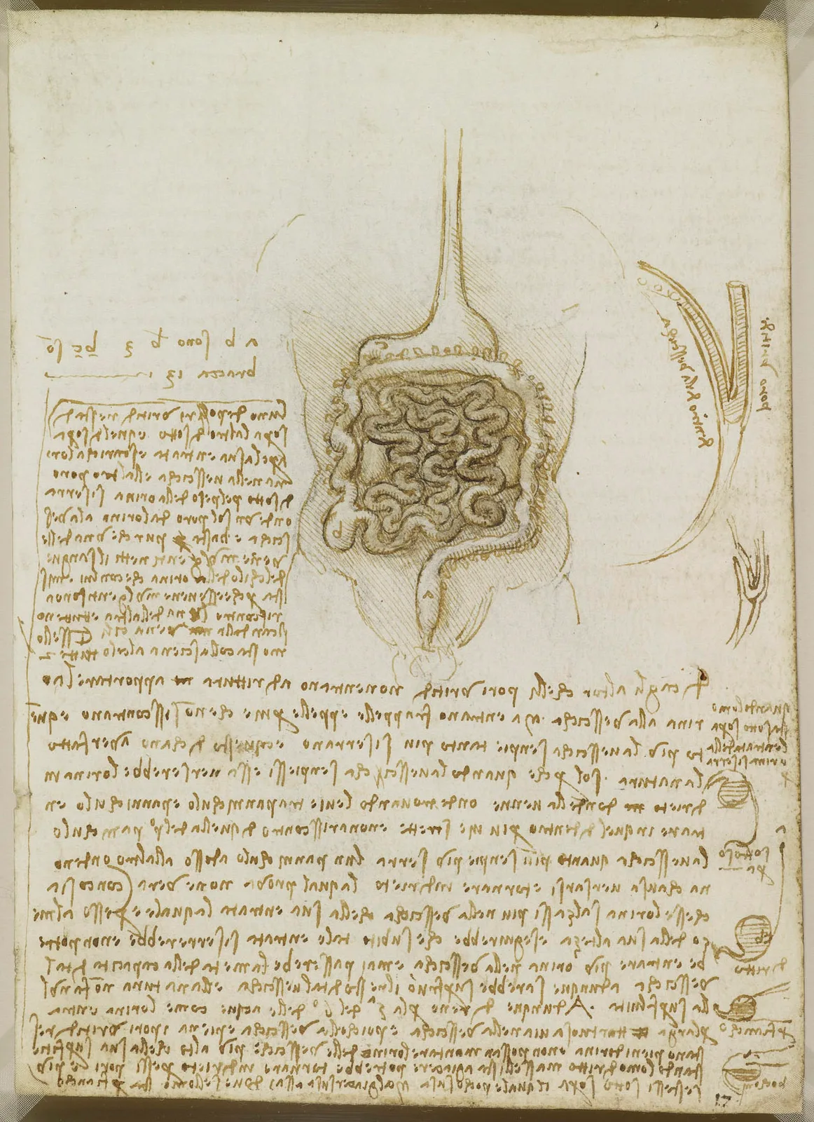 Anatomical Study of the Stomach, Intestines and Physiology of the Kidneys and Bladder