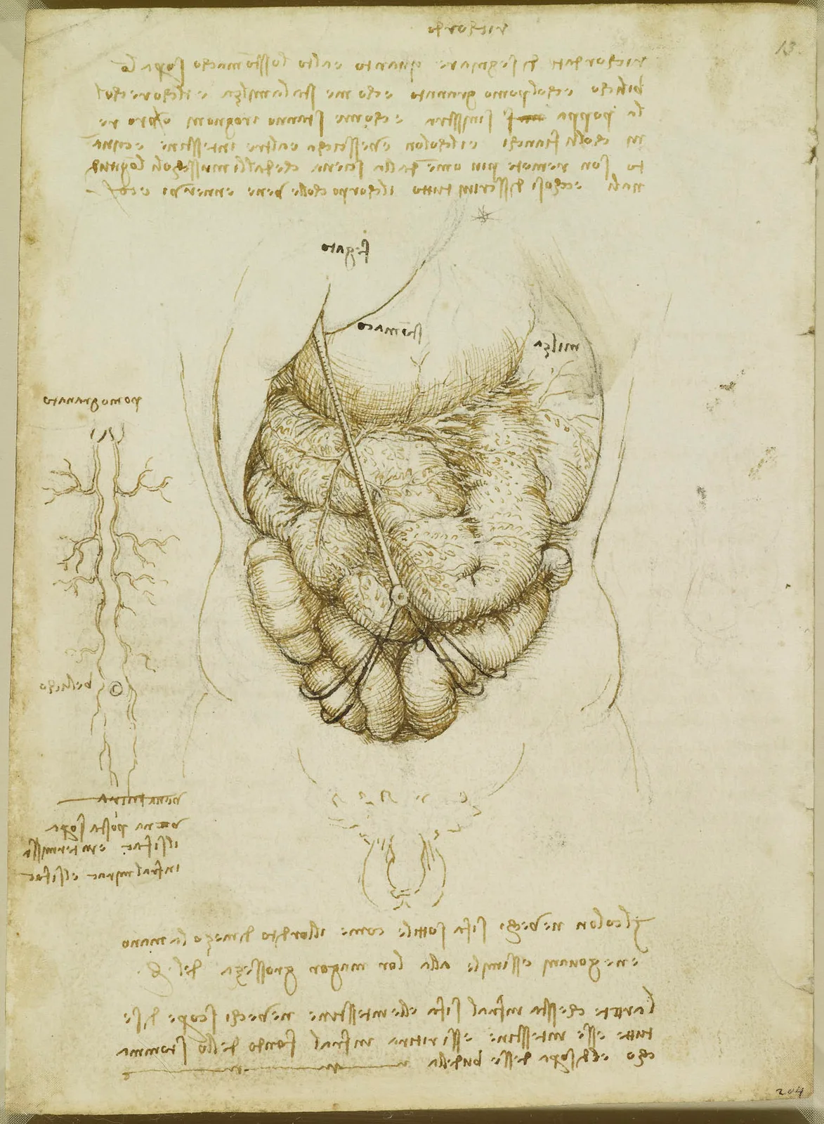 Anatomical drawing of the Liver, Stomach, Spleen and Large Intestine