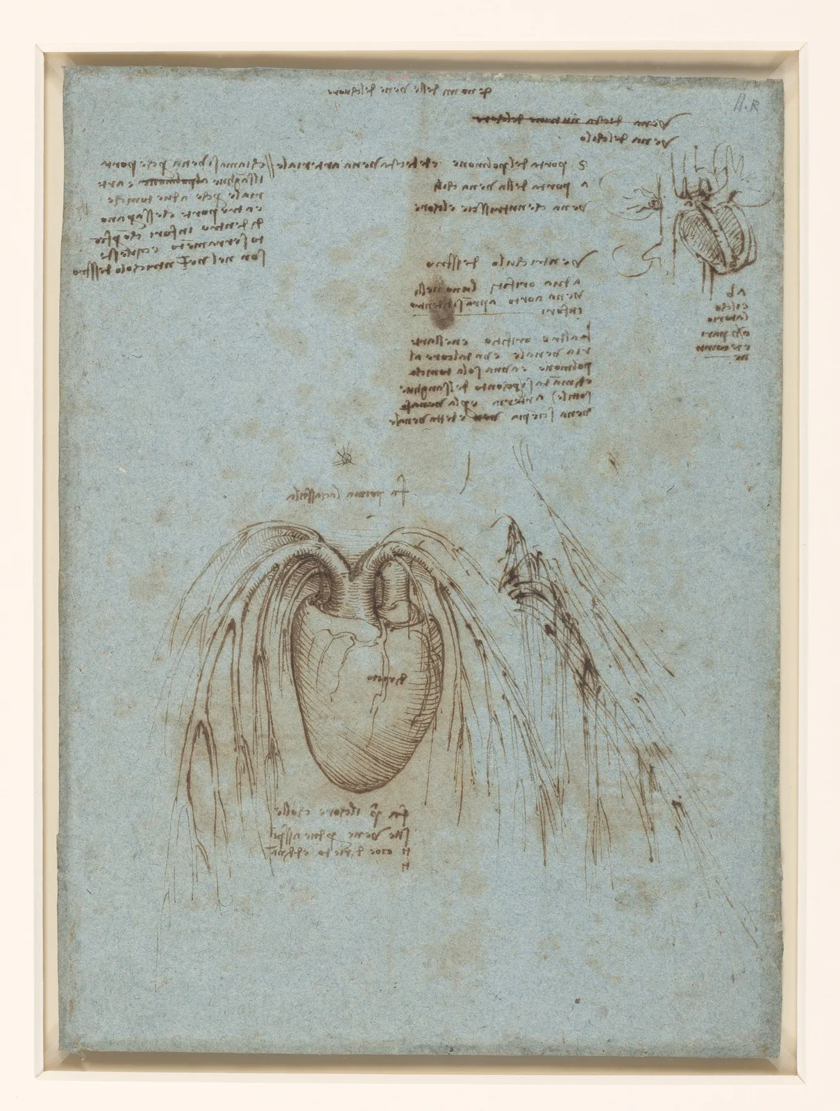 Anatomical Deawing of the Heart and its Blood Vessels