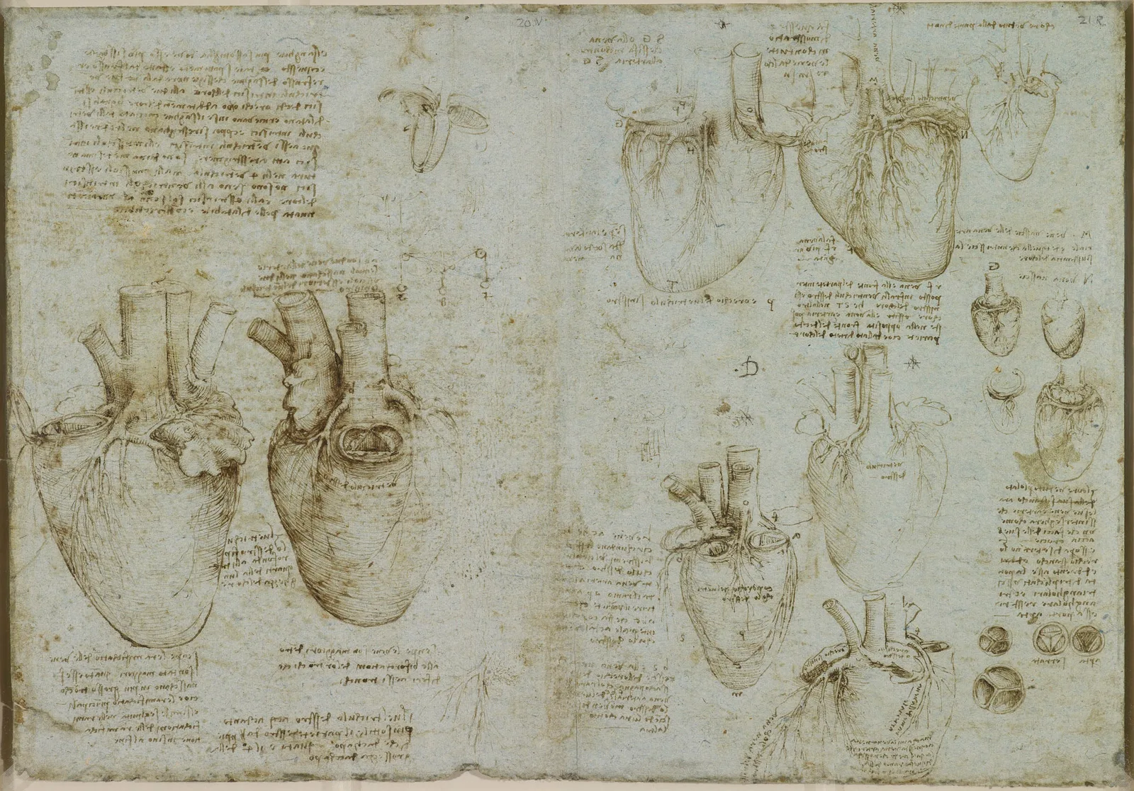 Anatomical Drawings of the Heart and its Blood Vessels