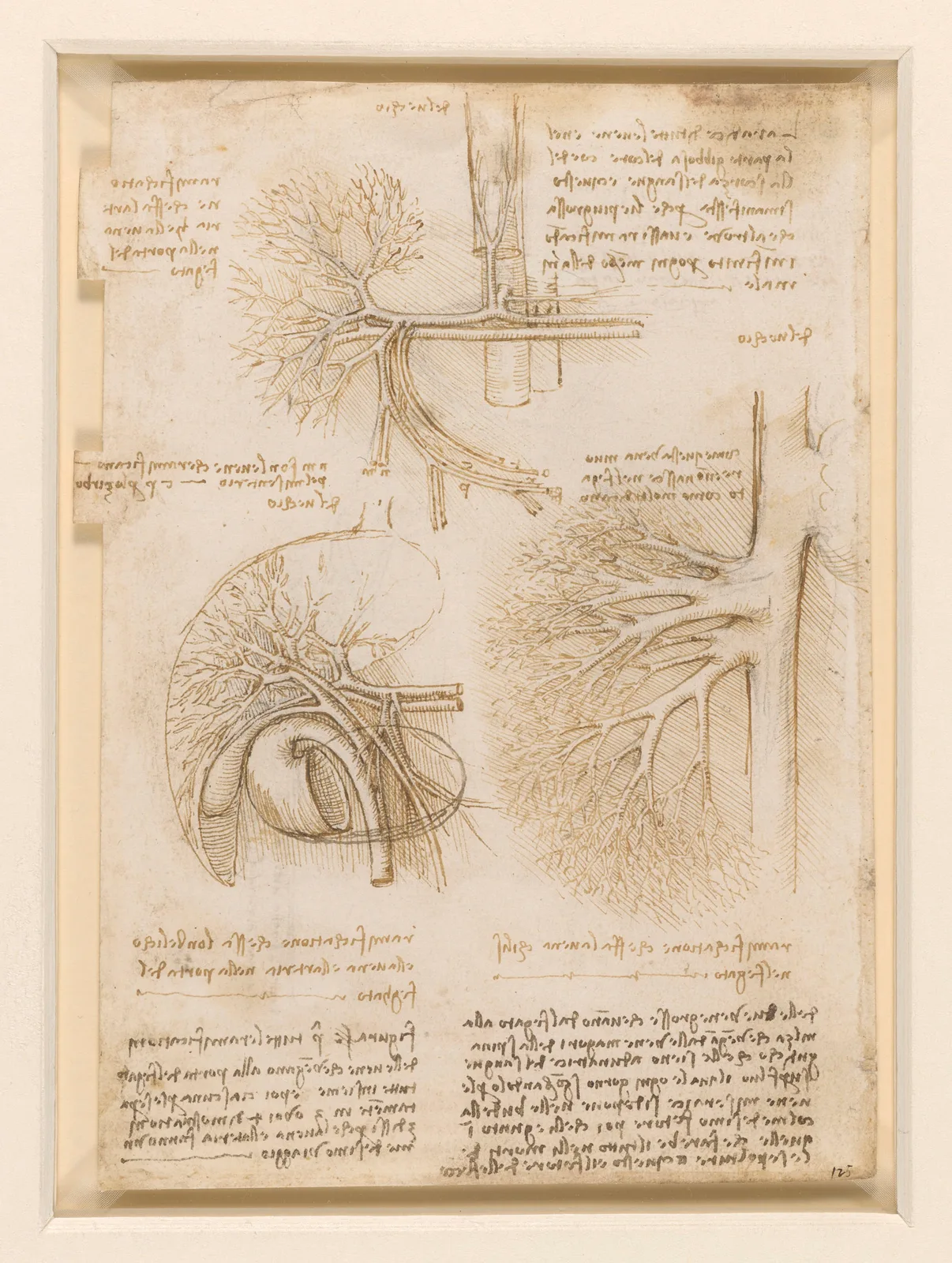 Anatomical Studies of the Blood Supply to the Liver