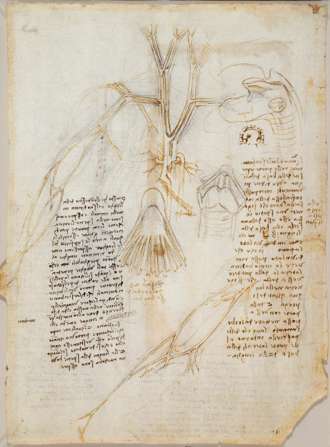 Anatomical Studies of the Veins, Tongue and Throat