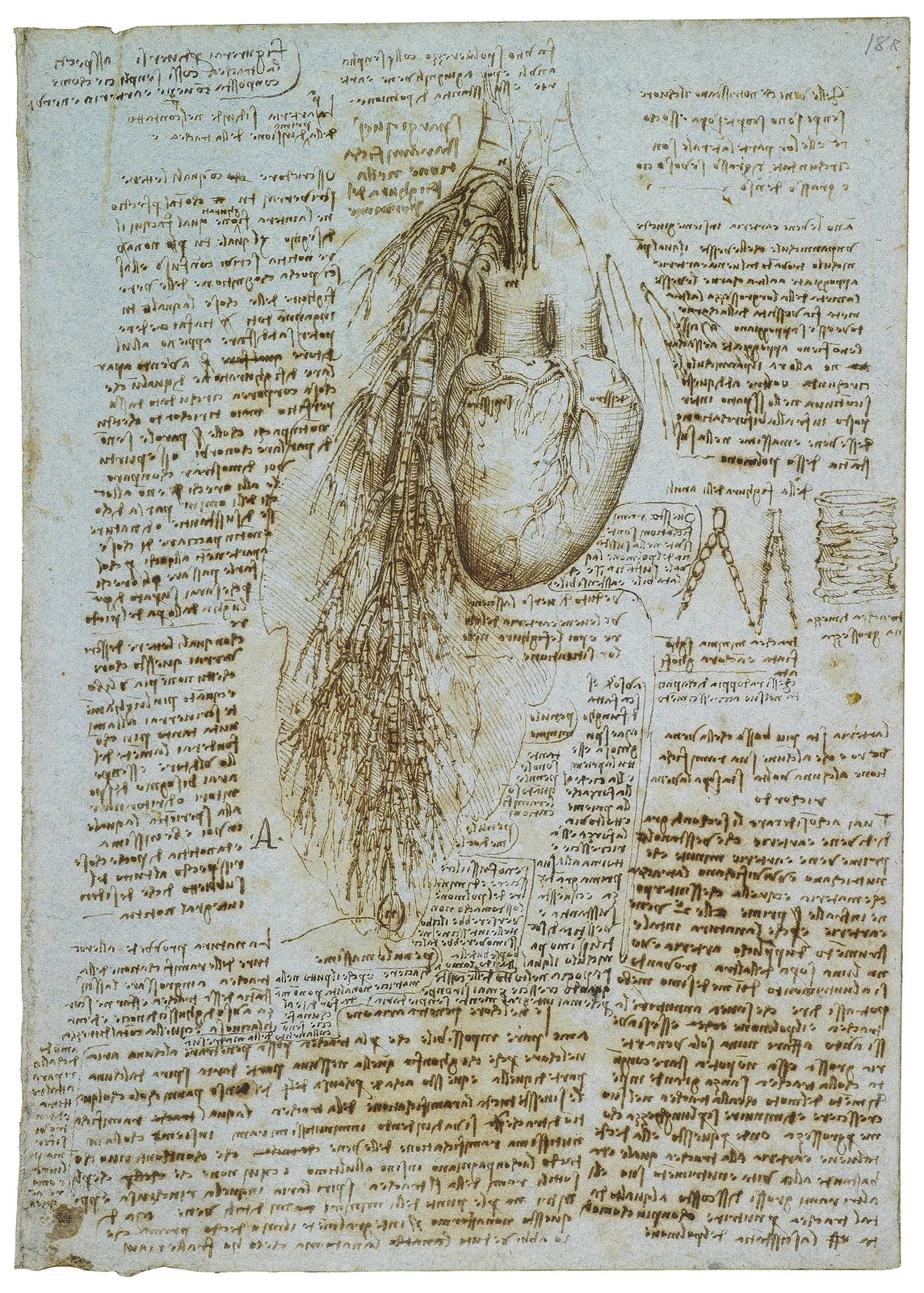Anatomical Drawing of the Lungs and Heart (of an Ox)