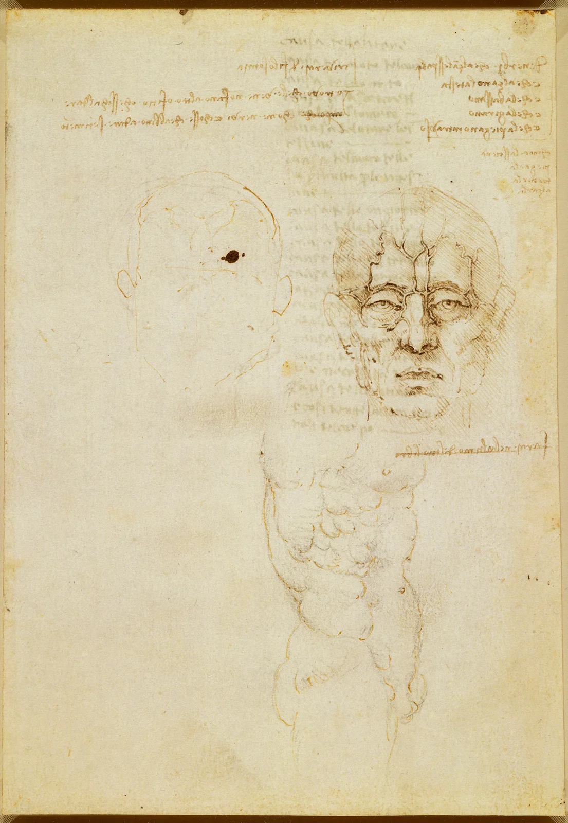 Anatomical Studies of the Facial Nerves