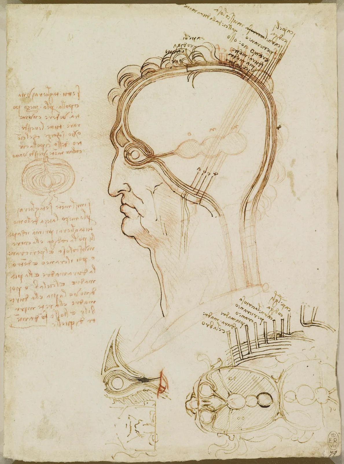 Anatomical Study of the Layers of the Brain and Scalp