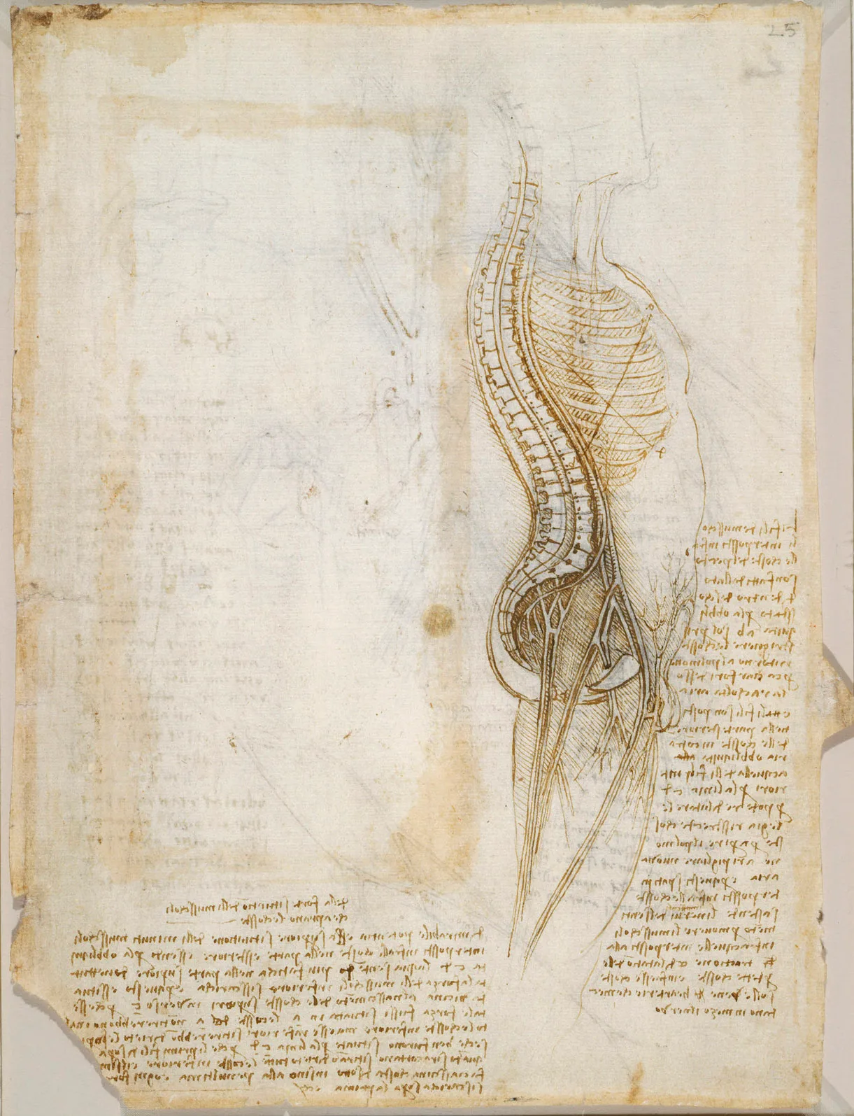 Anatomical Study of the Curvature of the Spine, the Spinal Cord and the Intercostal Muscles