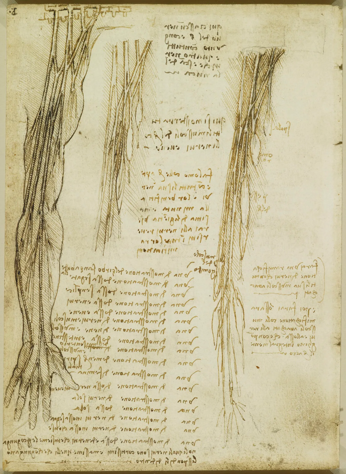 Anatomical Studies of the Nerves of the Arms and Hand