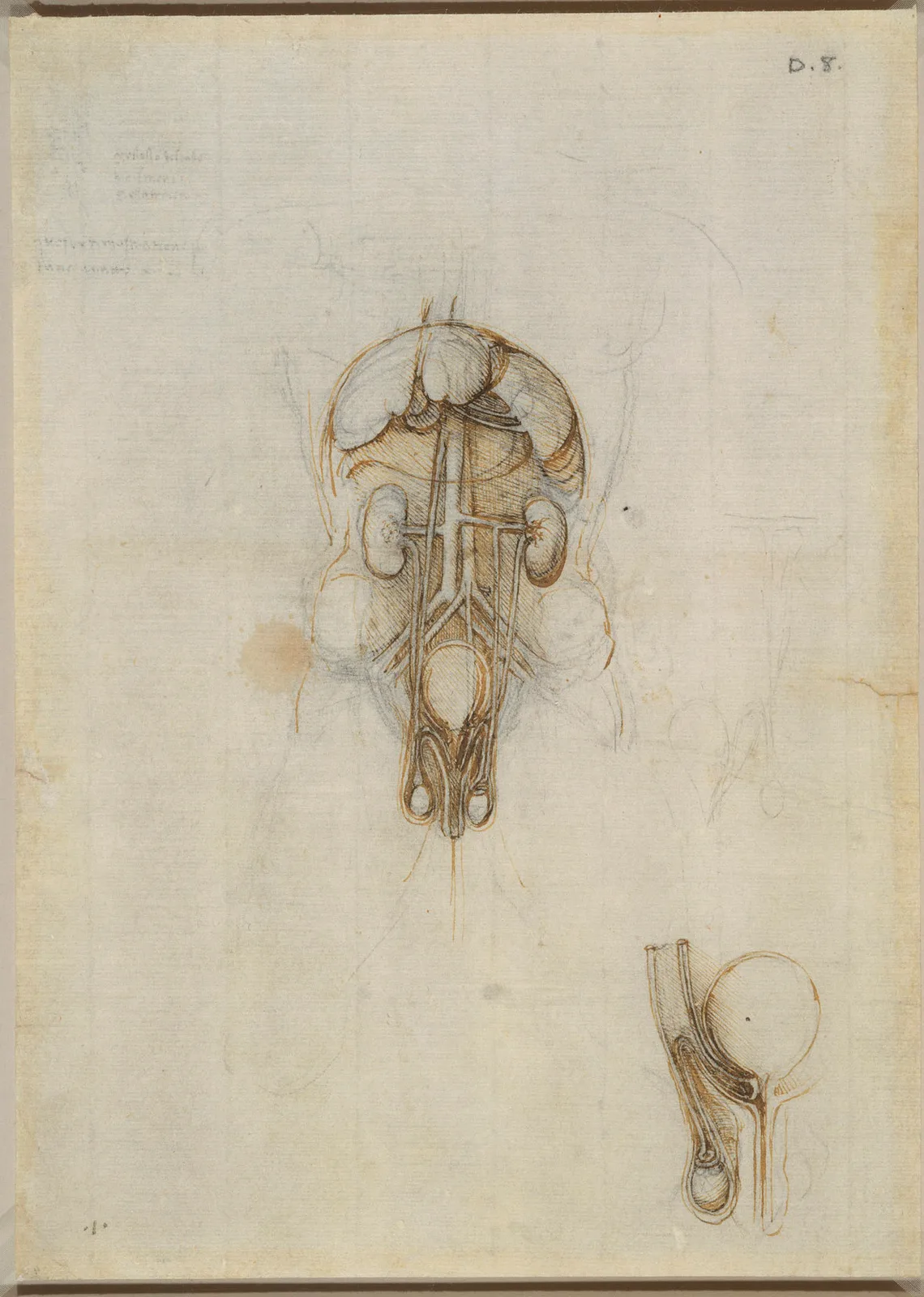 Anatomical Drawings of the Male Genitalia with Spermatic Ducts